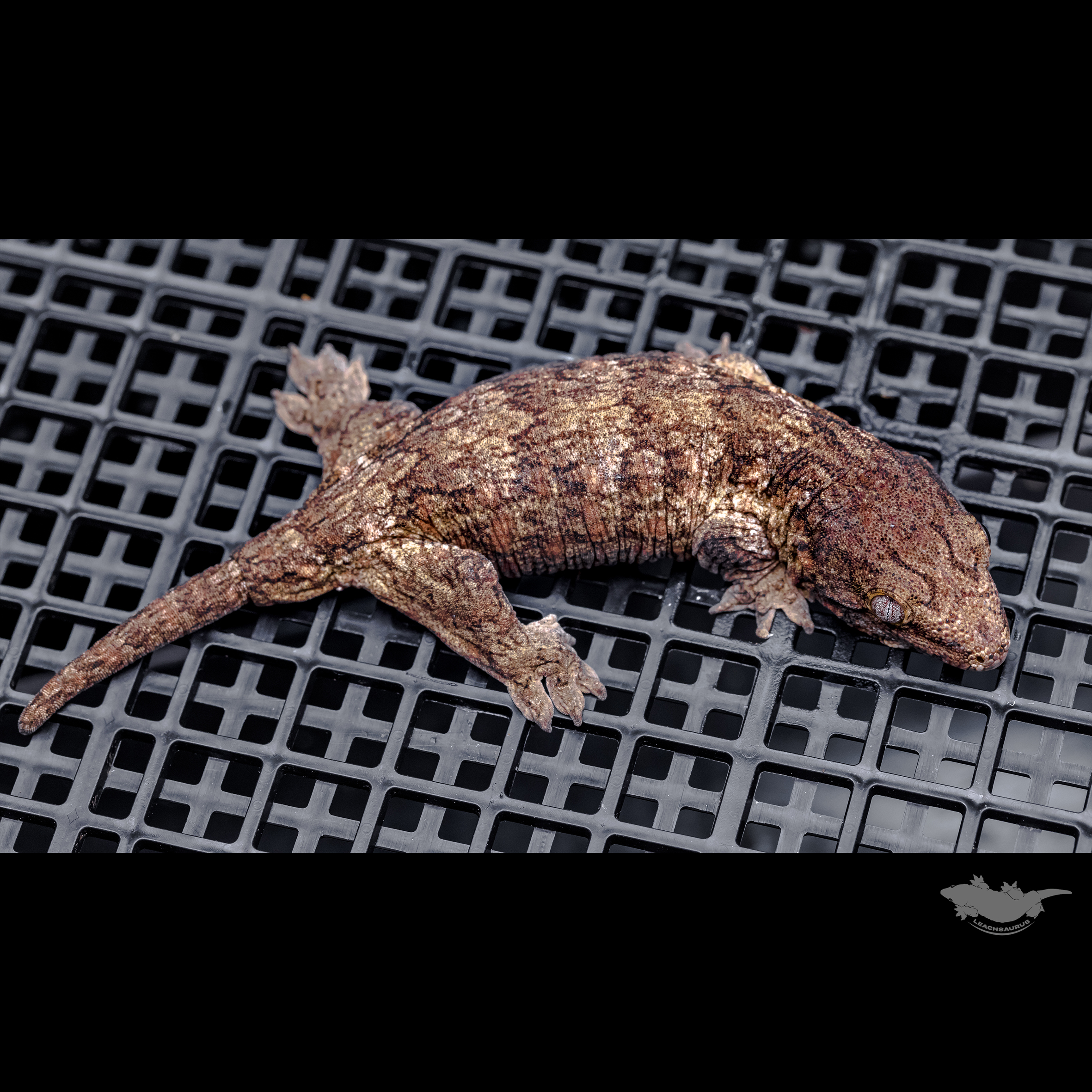 Darth maul Het melanistic Leapin Leachies