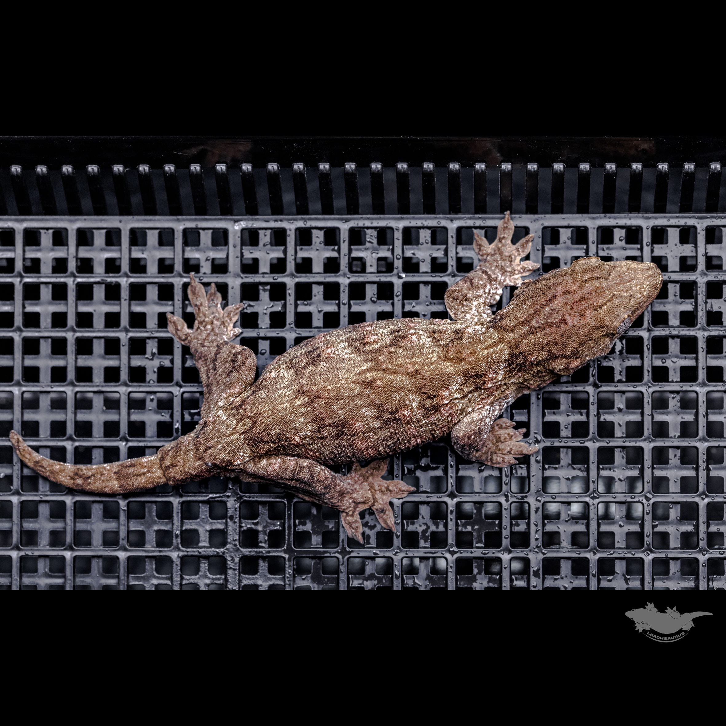 Darth maul Het melanistic Leapin Leachies