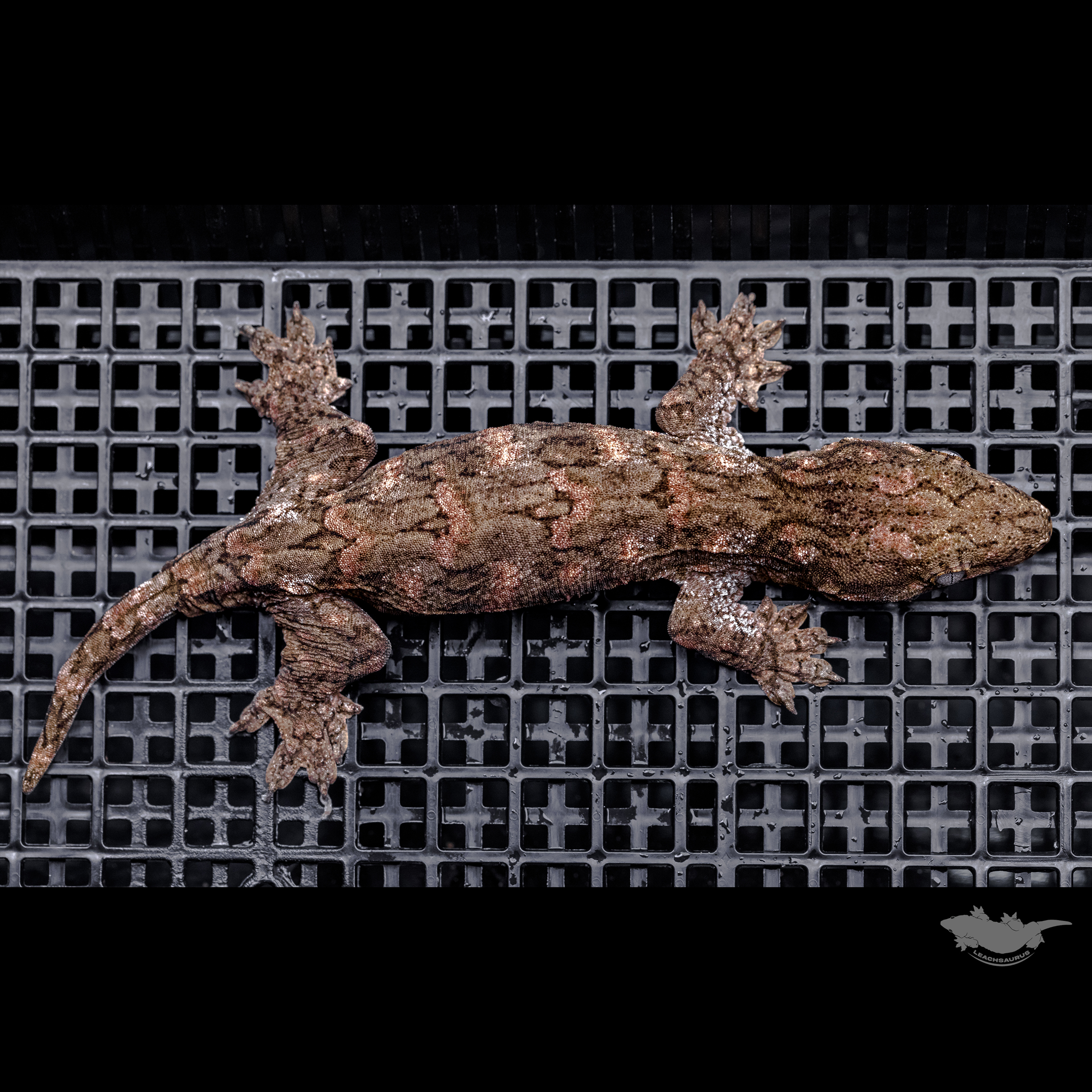 Canawa Brosse High color