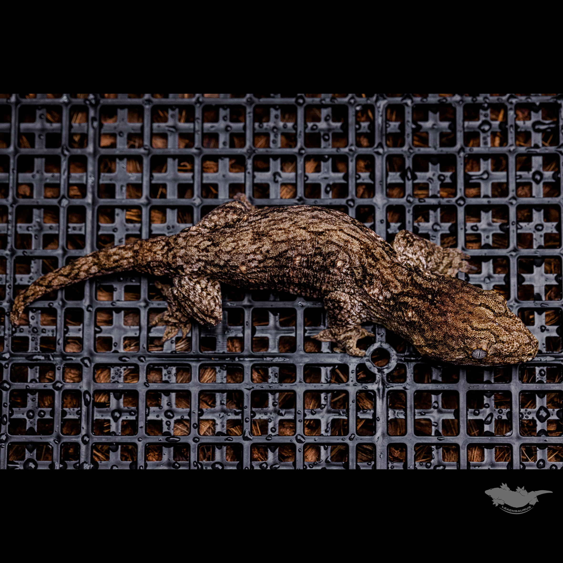 Friedel GT Dark Koghis Troeger