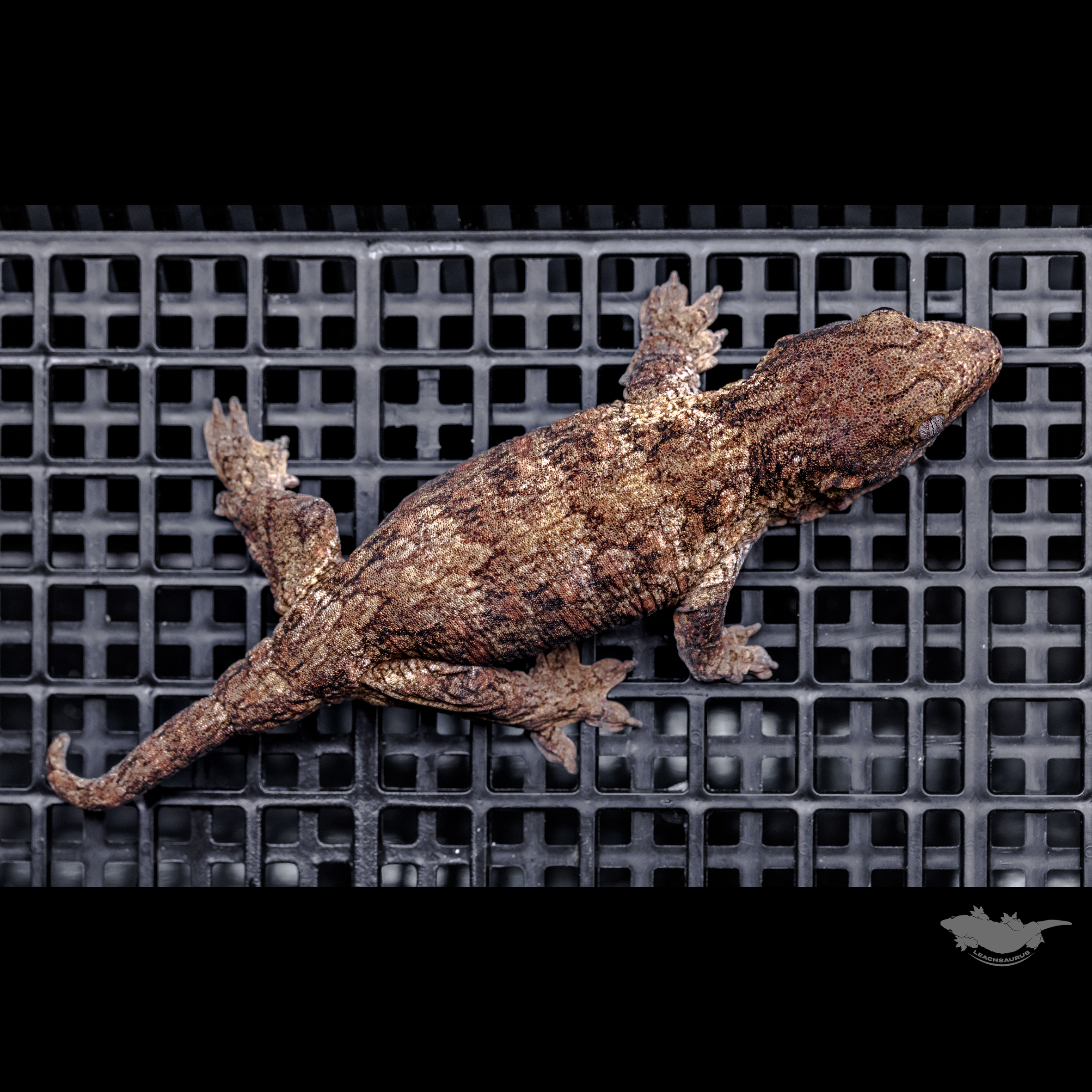 Darth maul Het melanistic Leapin Leachies