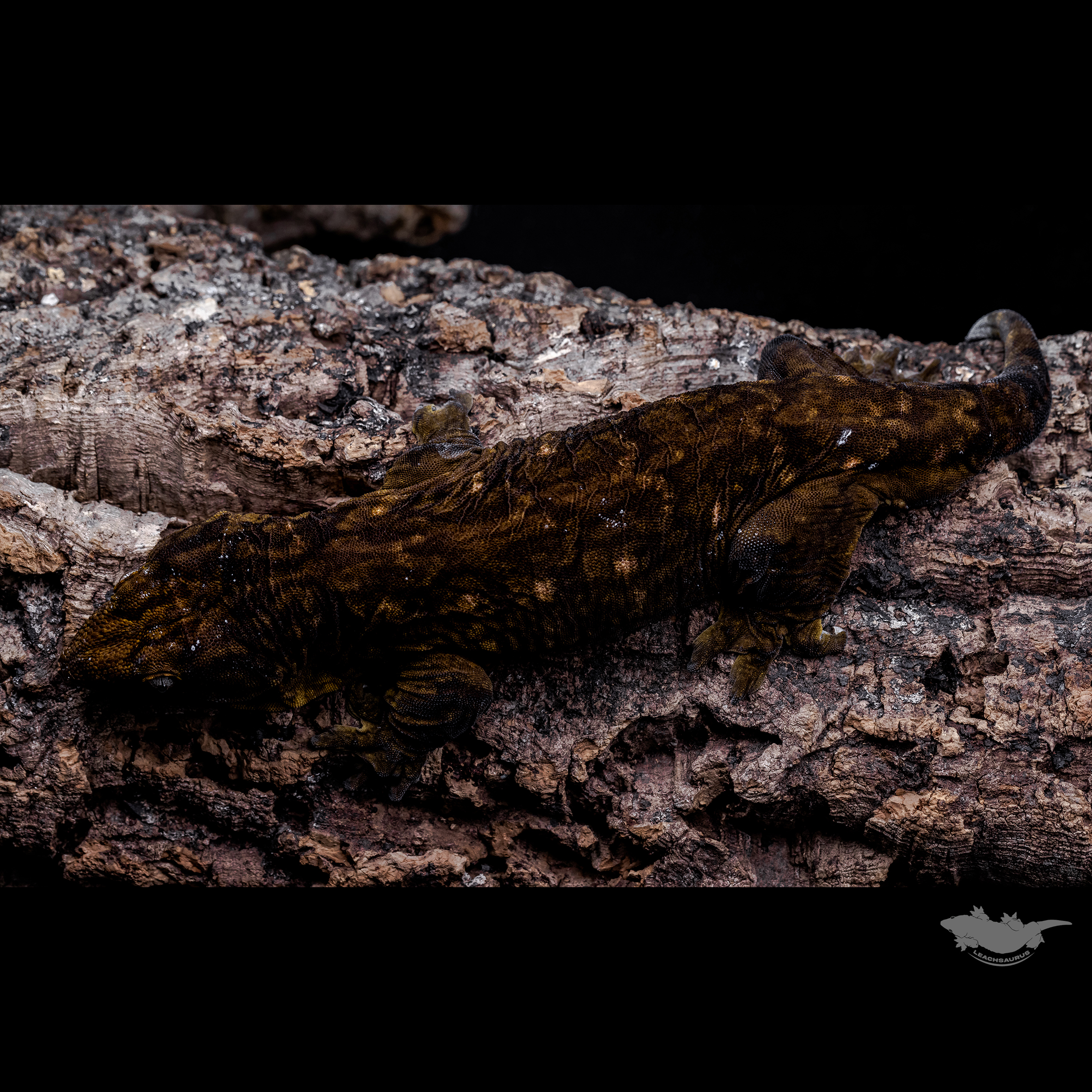 Darth maul Leapin Leachies Melanistic