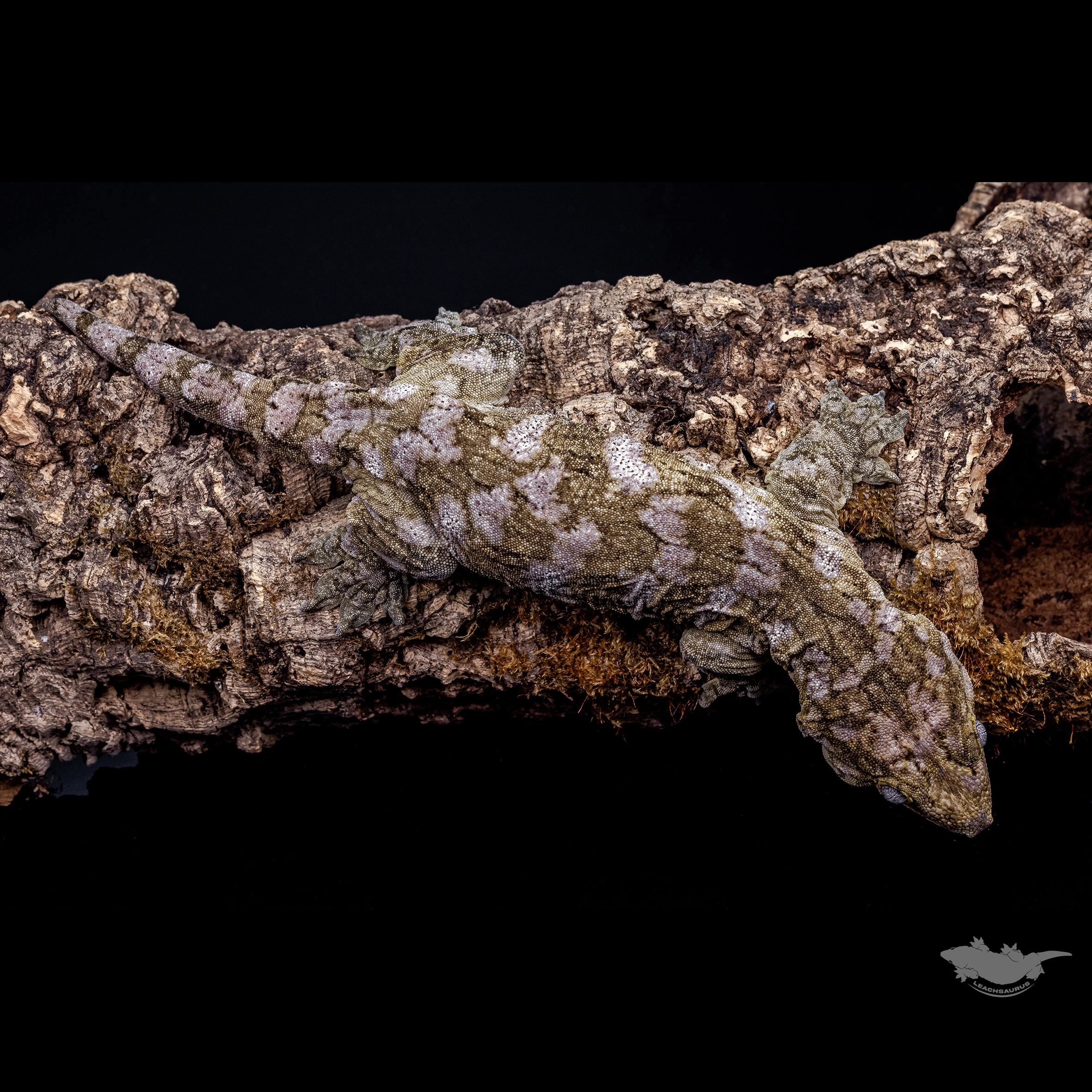 Het melanistic Friedel Koghis GT