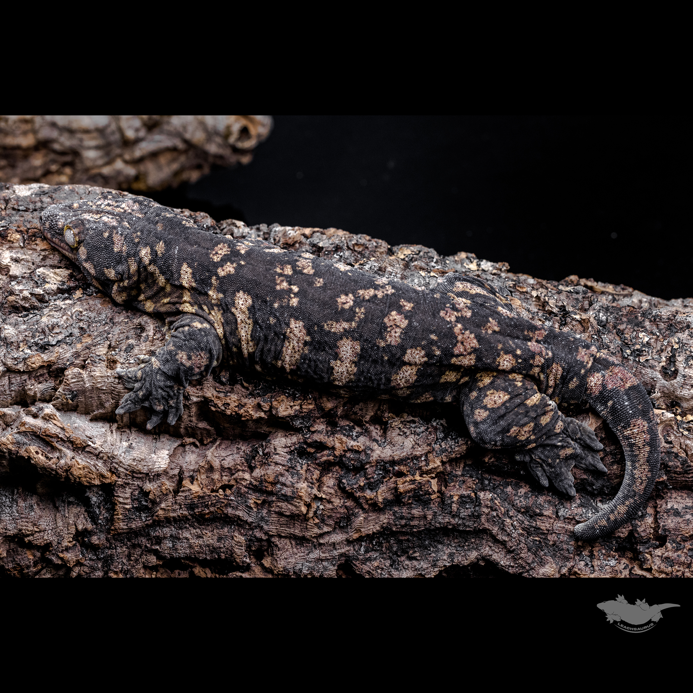 GT Dark Friedel Koghis