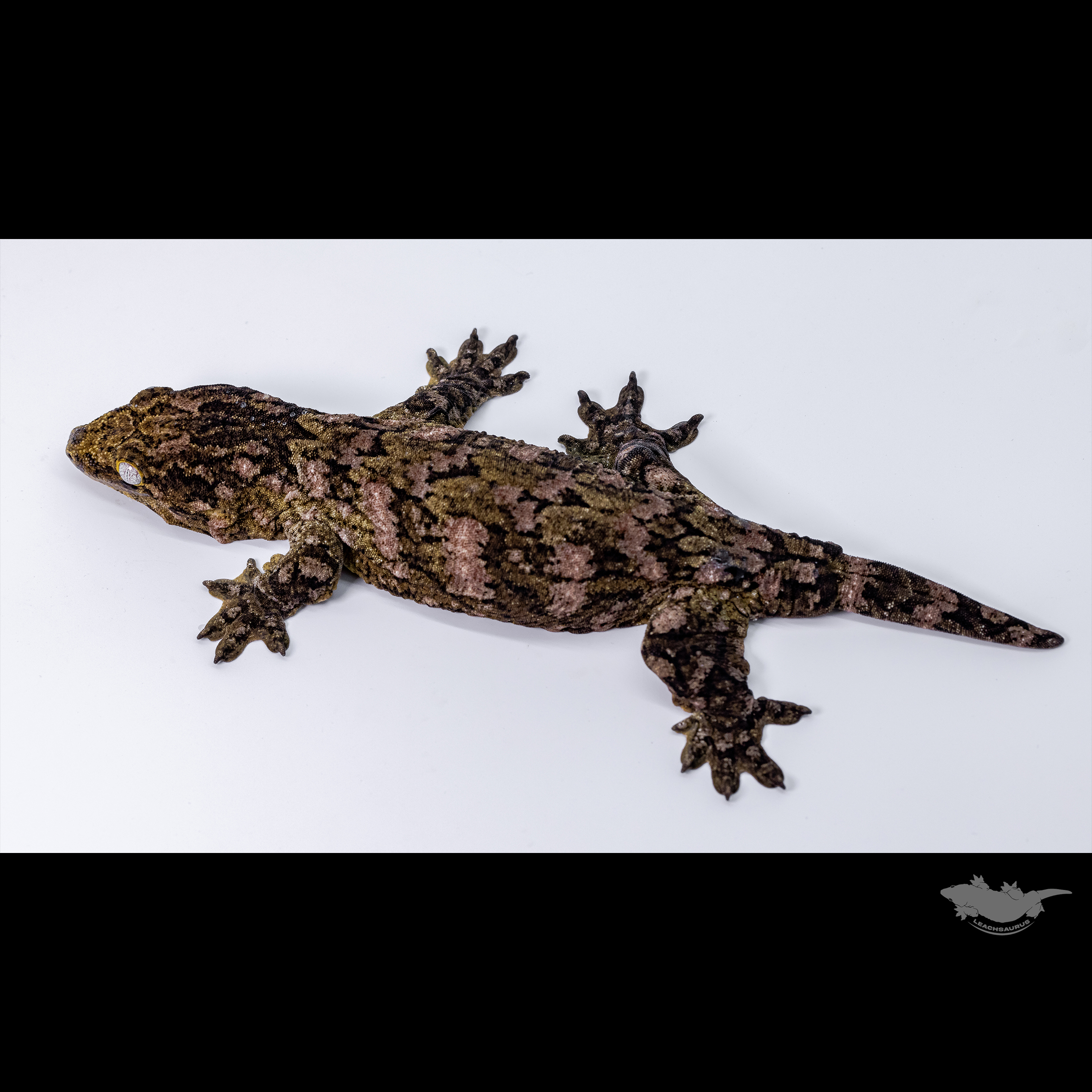 GTX Leapin Leachies Darth maul Het melanistic