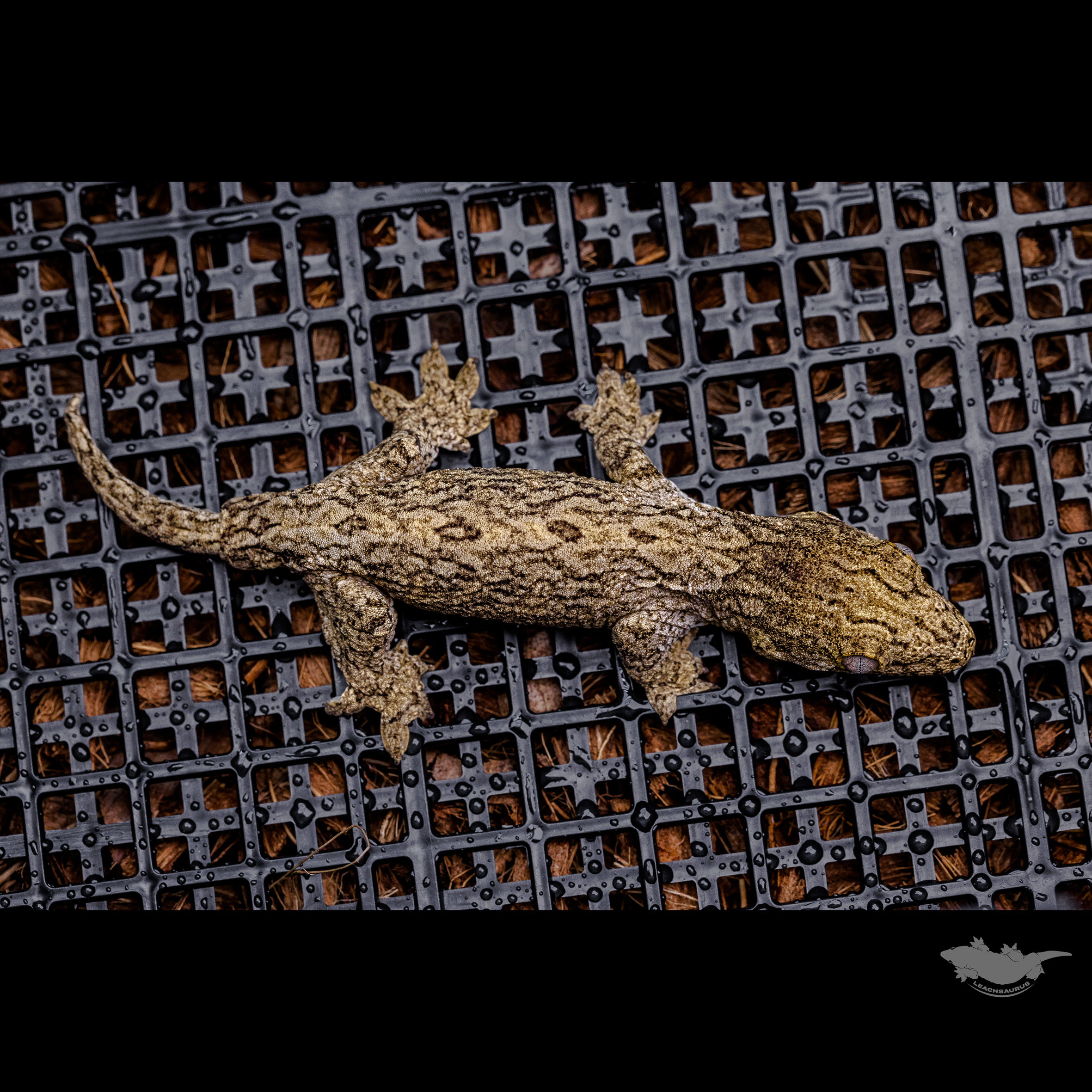 Friedel Troeger Dark Koghis GT