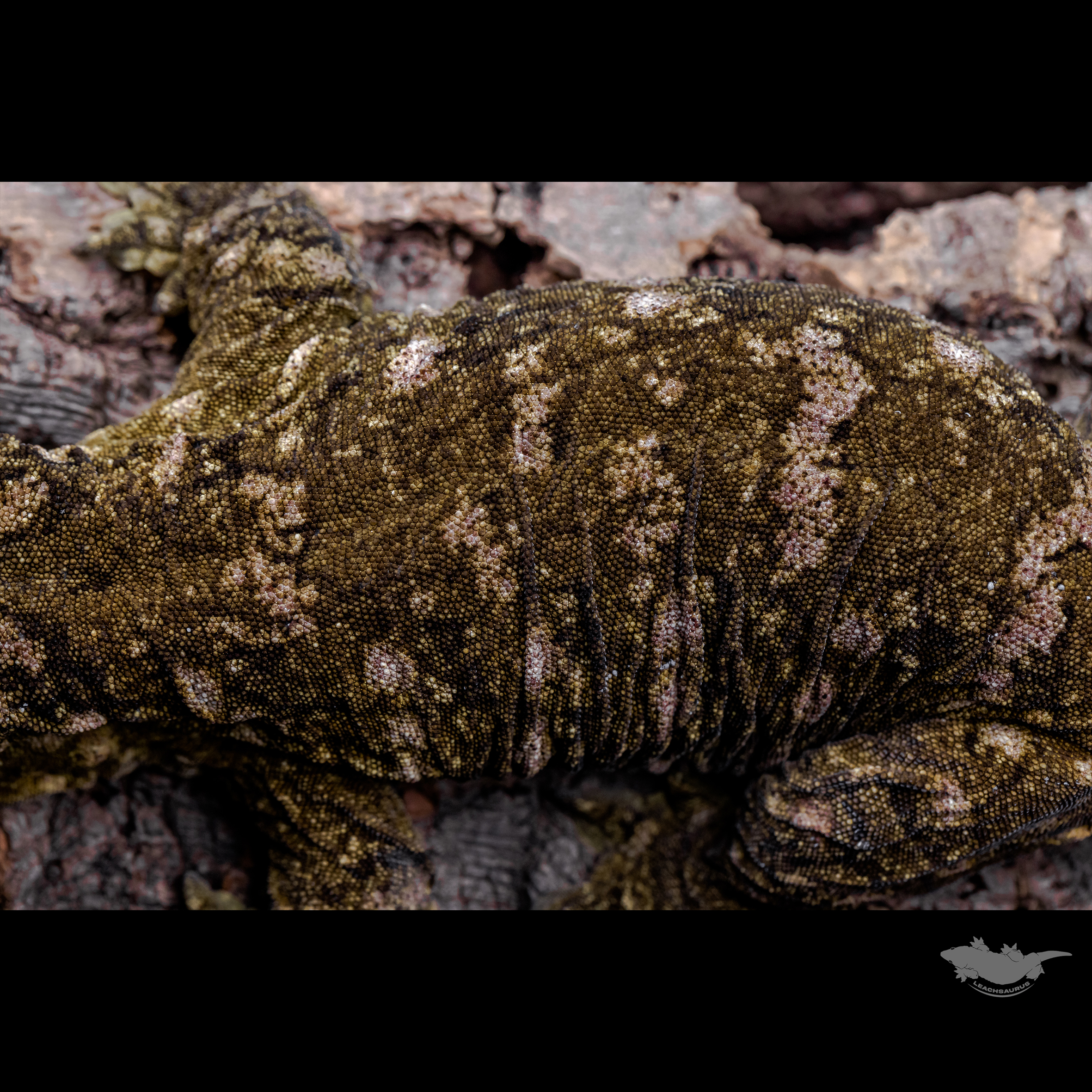 스팟 확대 사진입니다. 풀 파업은 아니지만, 다크한 베이스에 퍼플 스팟입니다!