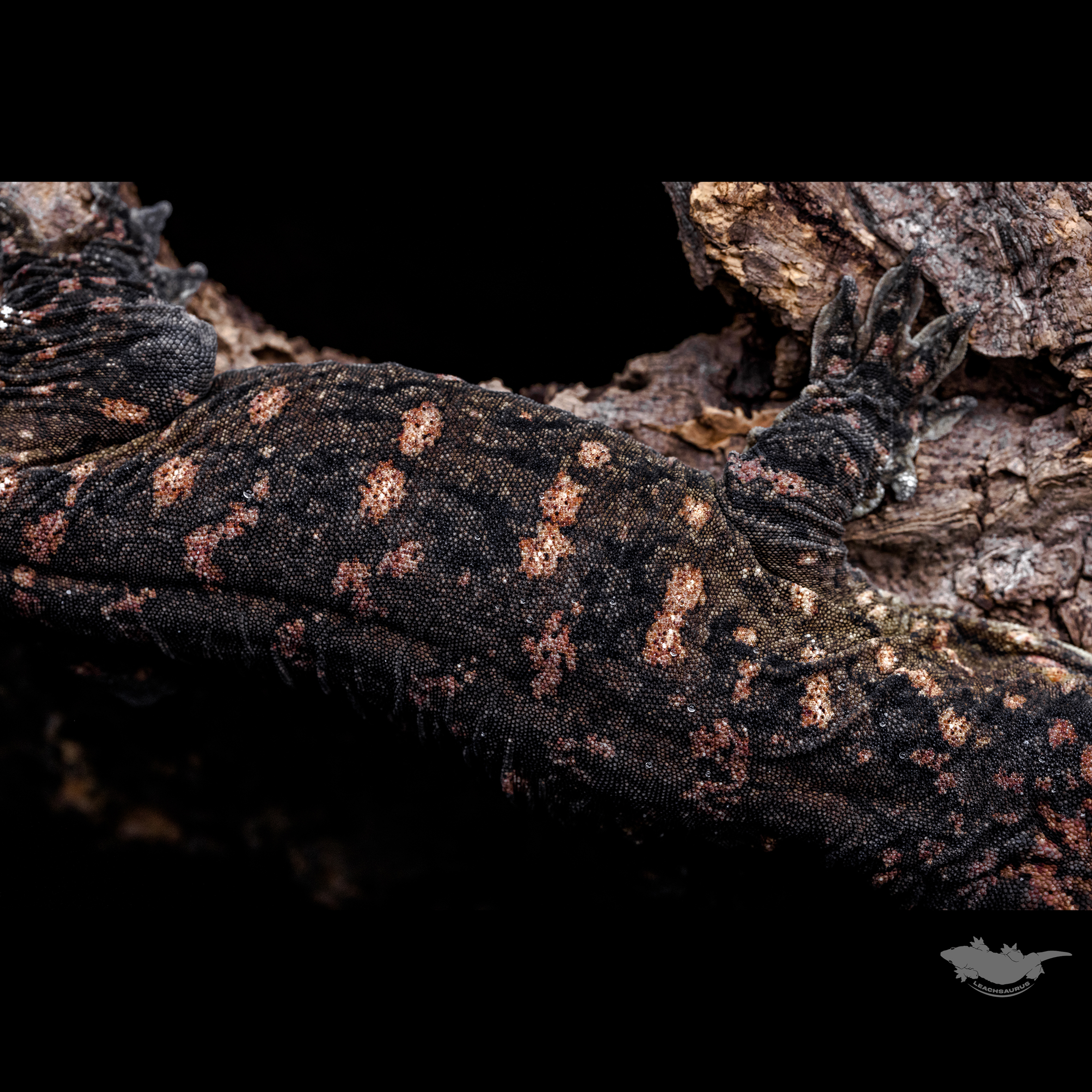 스팟 확대 사진입니다. 베이스가 아주 다크한 개체입니다 :)