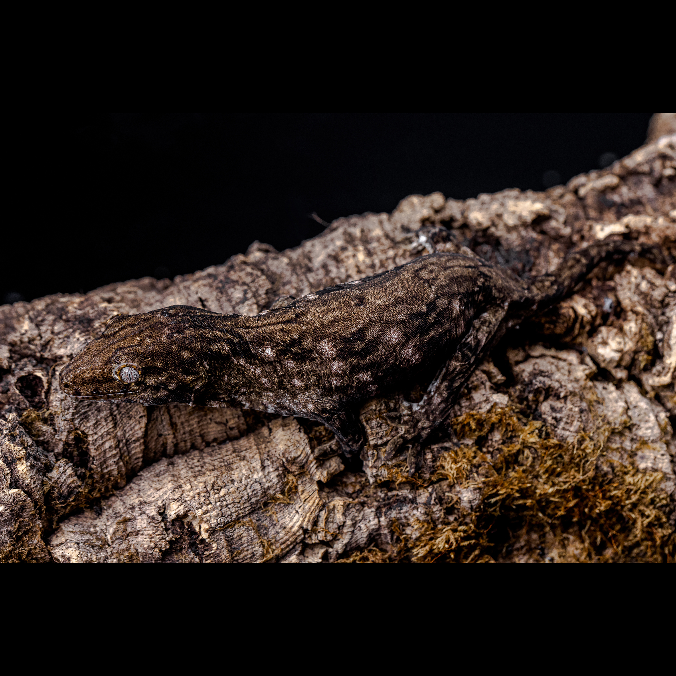 23시즌 해당 개체와 비슷한 타입으로 태어났고, 비슷하게 자랄 것으로 예상됩니다.