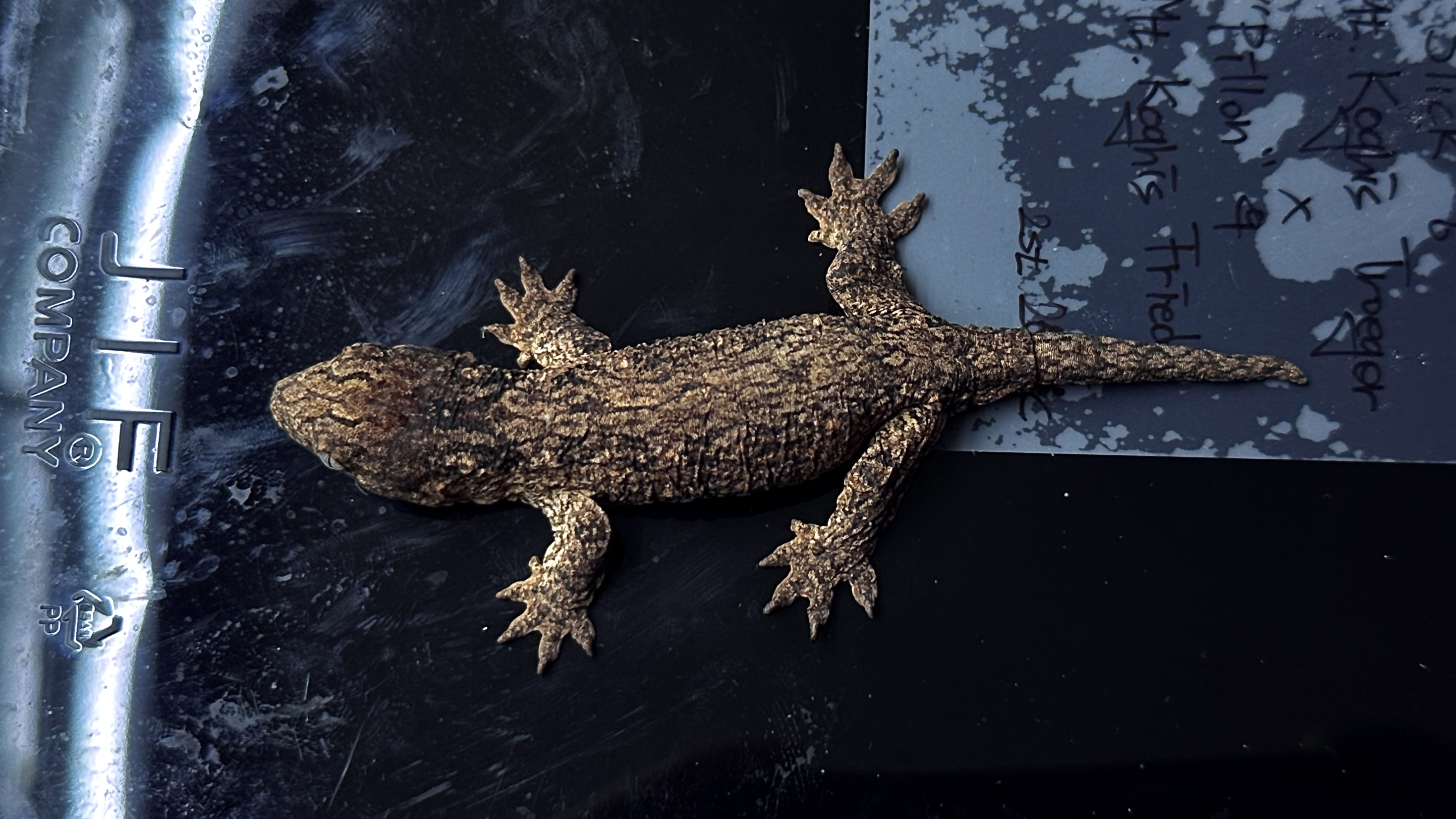 점점 까매지고 있습니다!