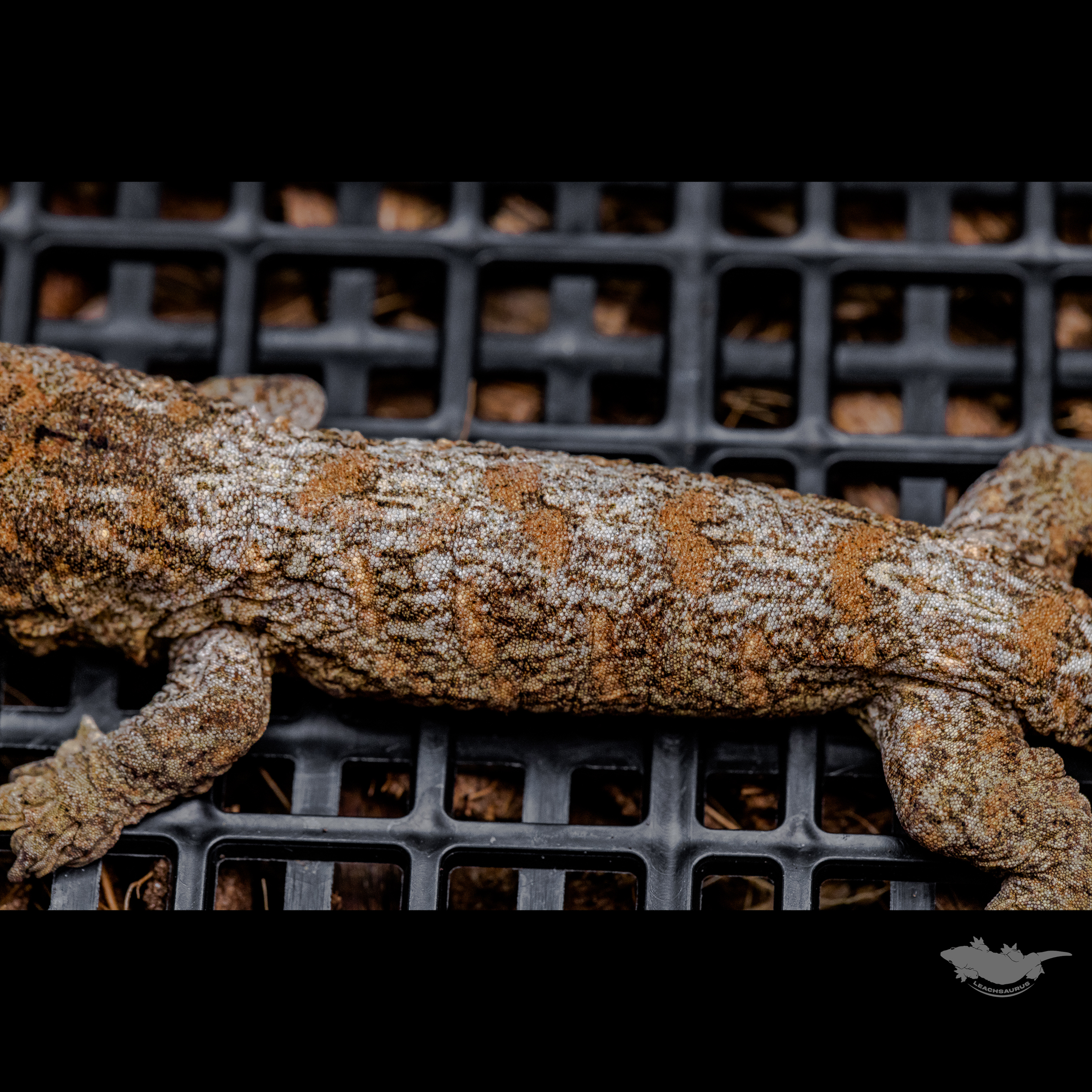 스팟 확대 사진입니다 :)