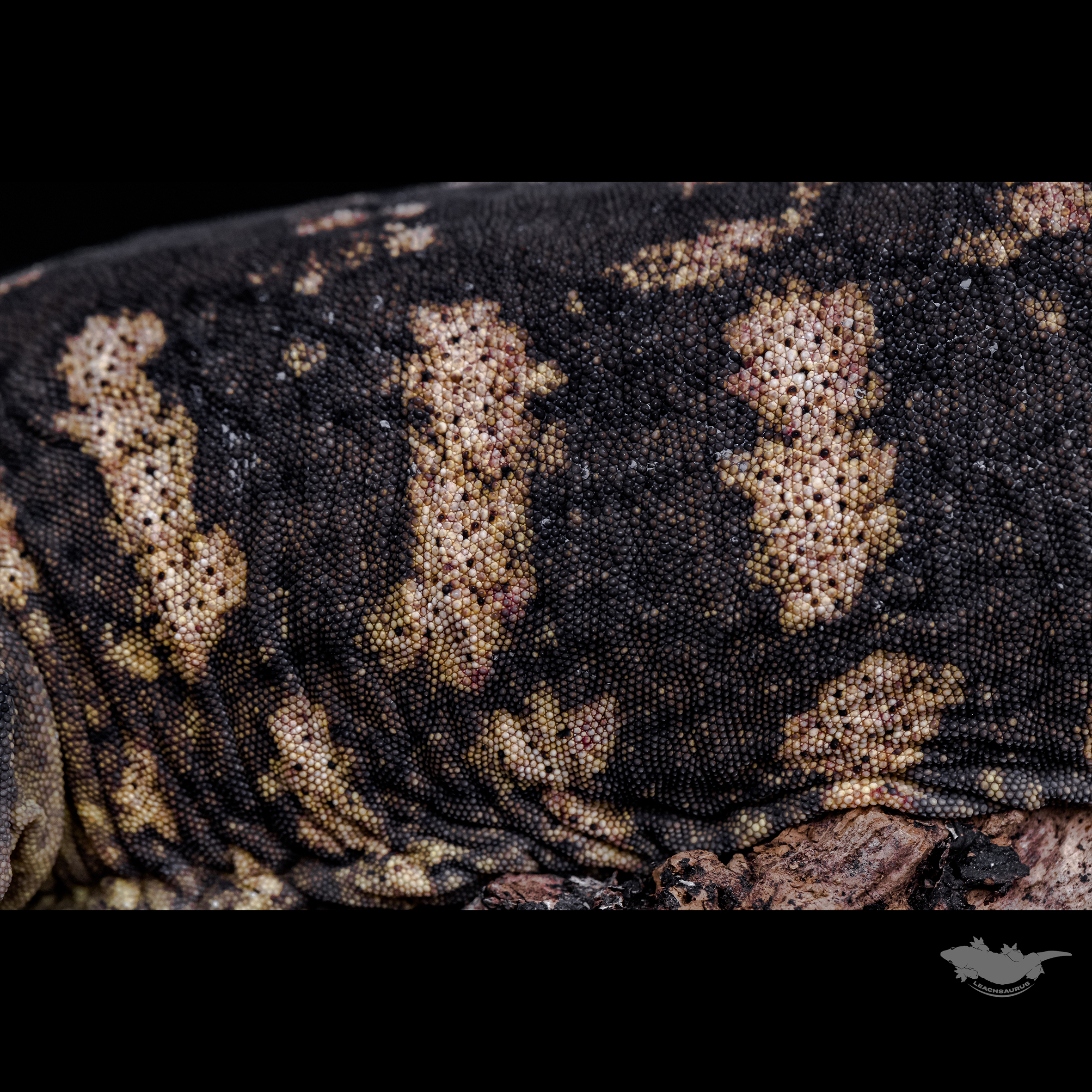 스팟 확대 사진입니다. 다크 베이스에 퍼플 컬러입니다.