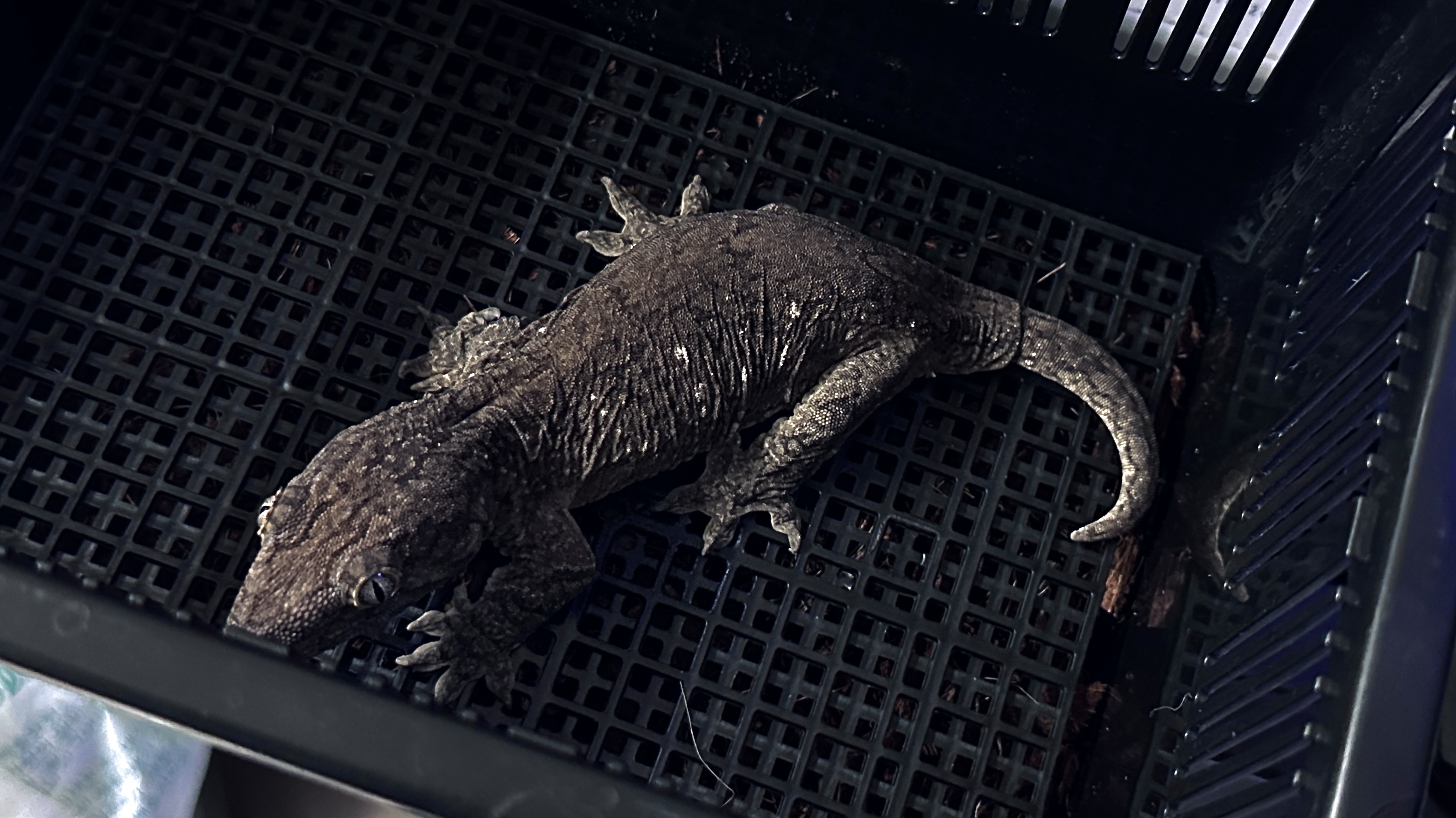 풀 파업 사진입니다!