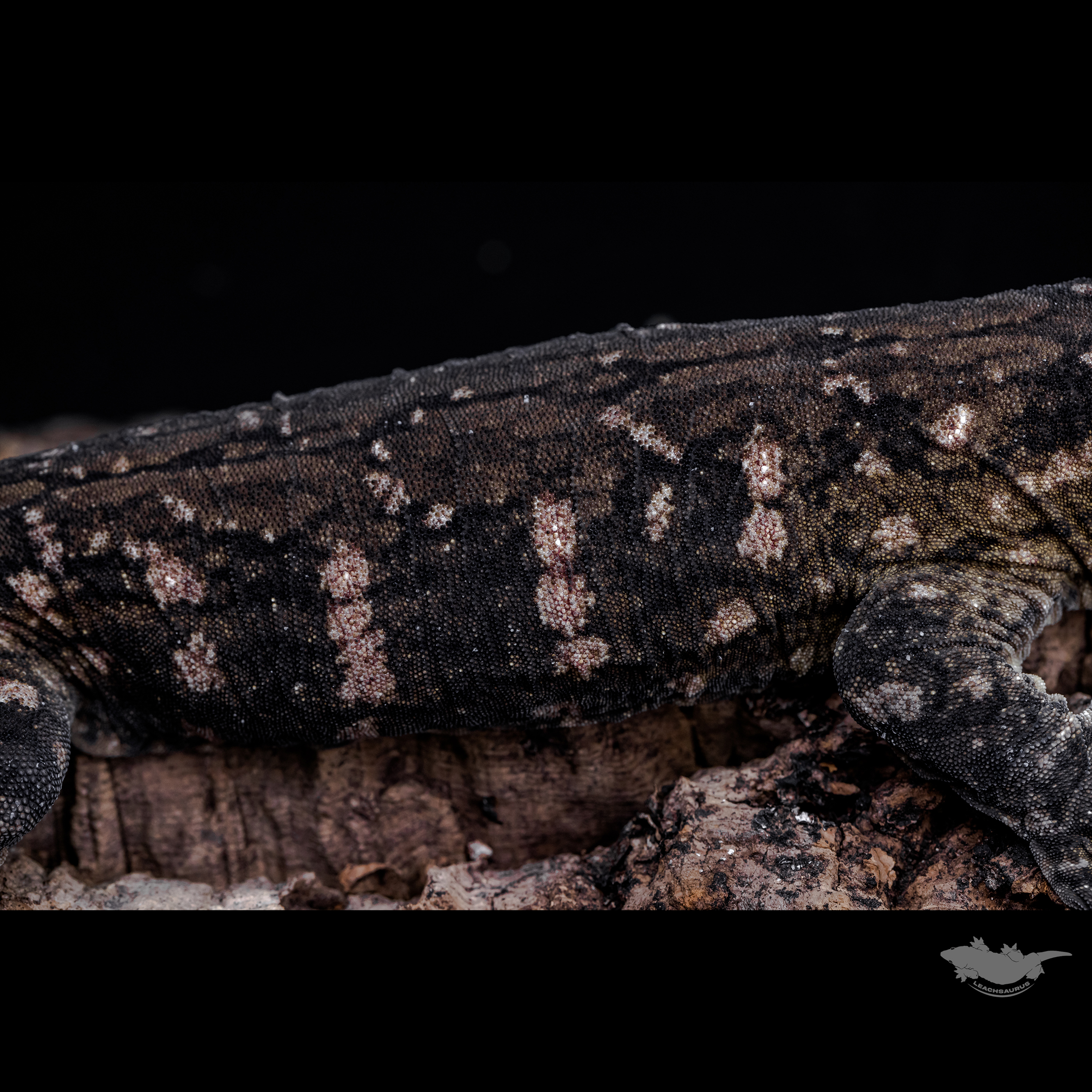 23시즌 시블링 사진입니다.