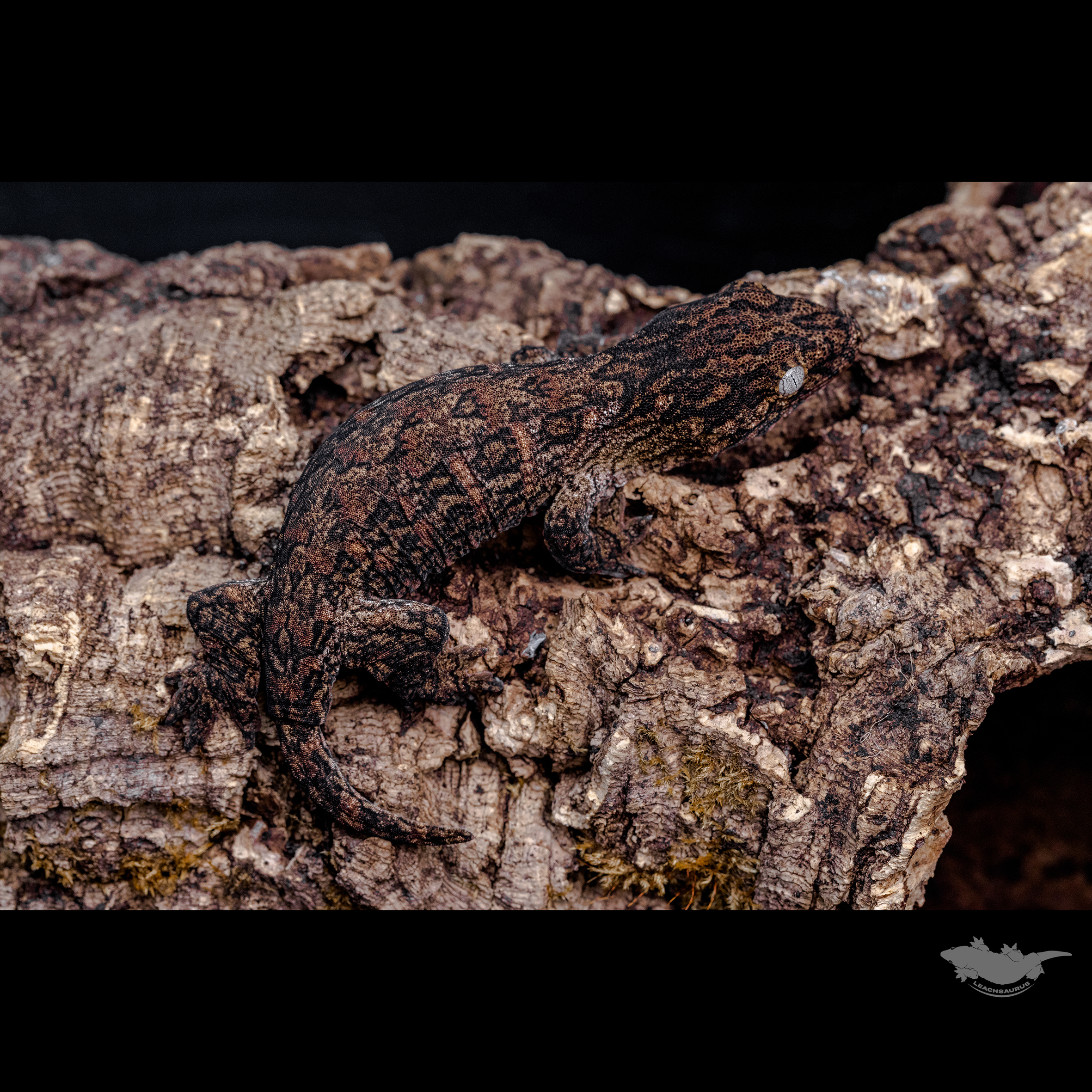 다른 각도의 사진과 스팟 확대 사진입니다 :)