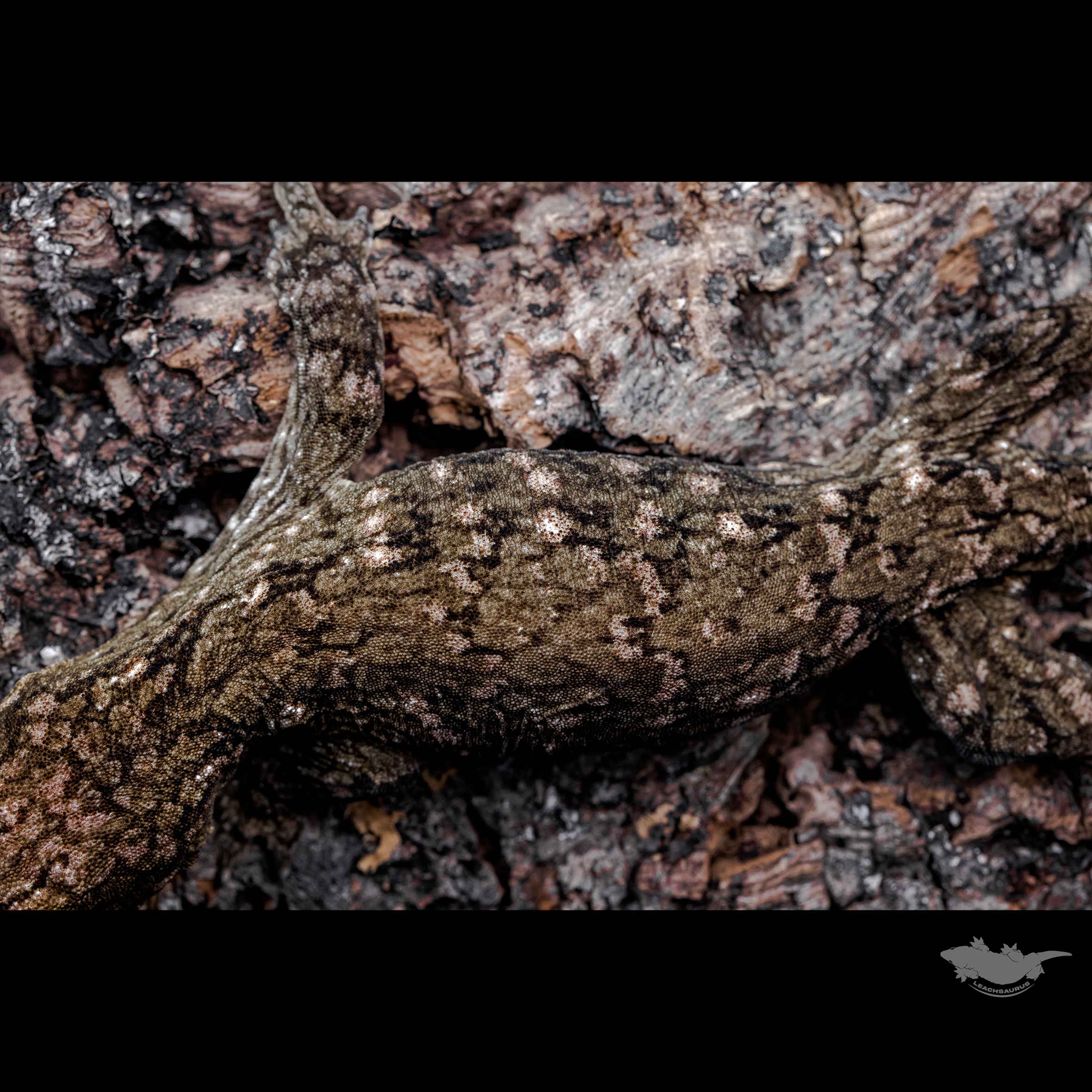 수컷 온도 해칭 개체입니다.