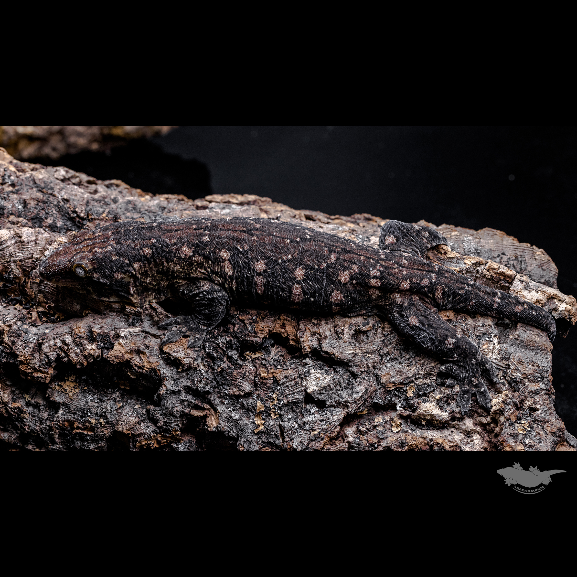 23시즌 시블링 사진입니다.