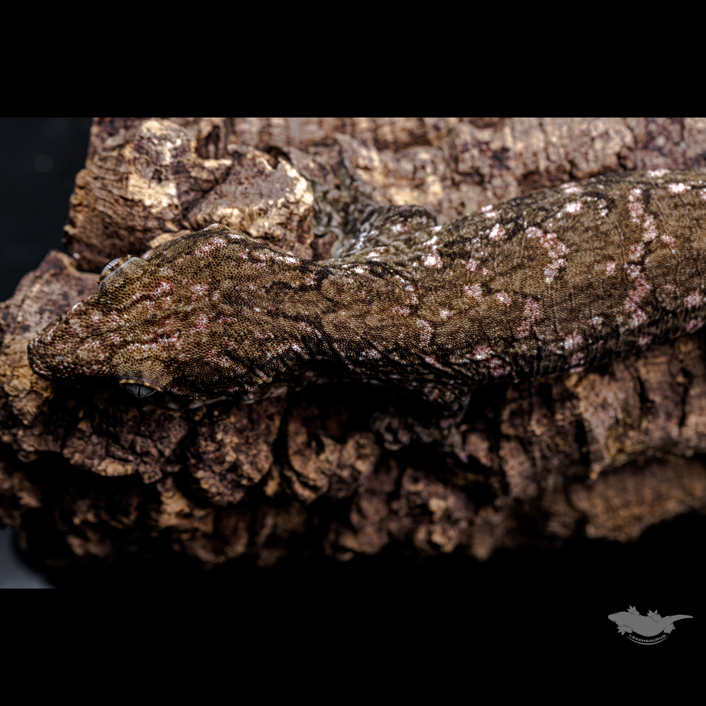 스팟 확대 사진입니다. 은은하게 컬러 올라오고 있습니다 :)