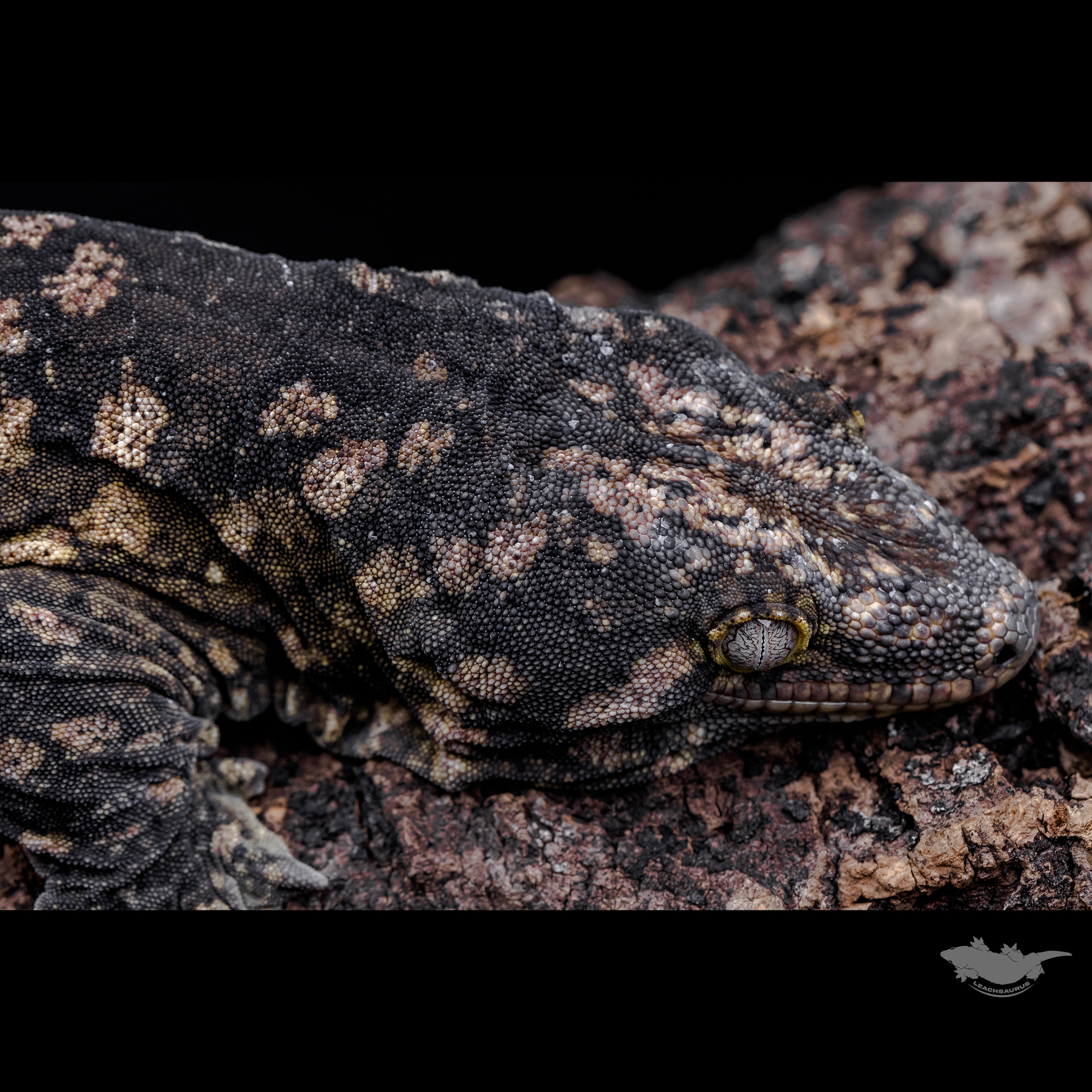 스팟 확대 사진입니다. 다크 베이스에 퍼플 컬러입니다.