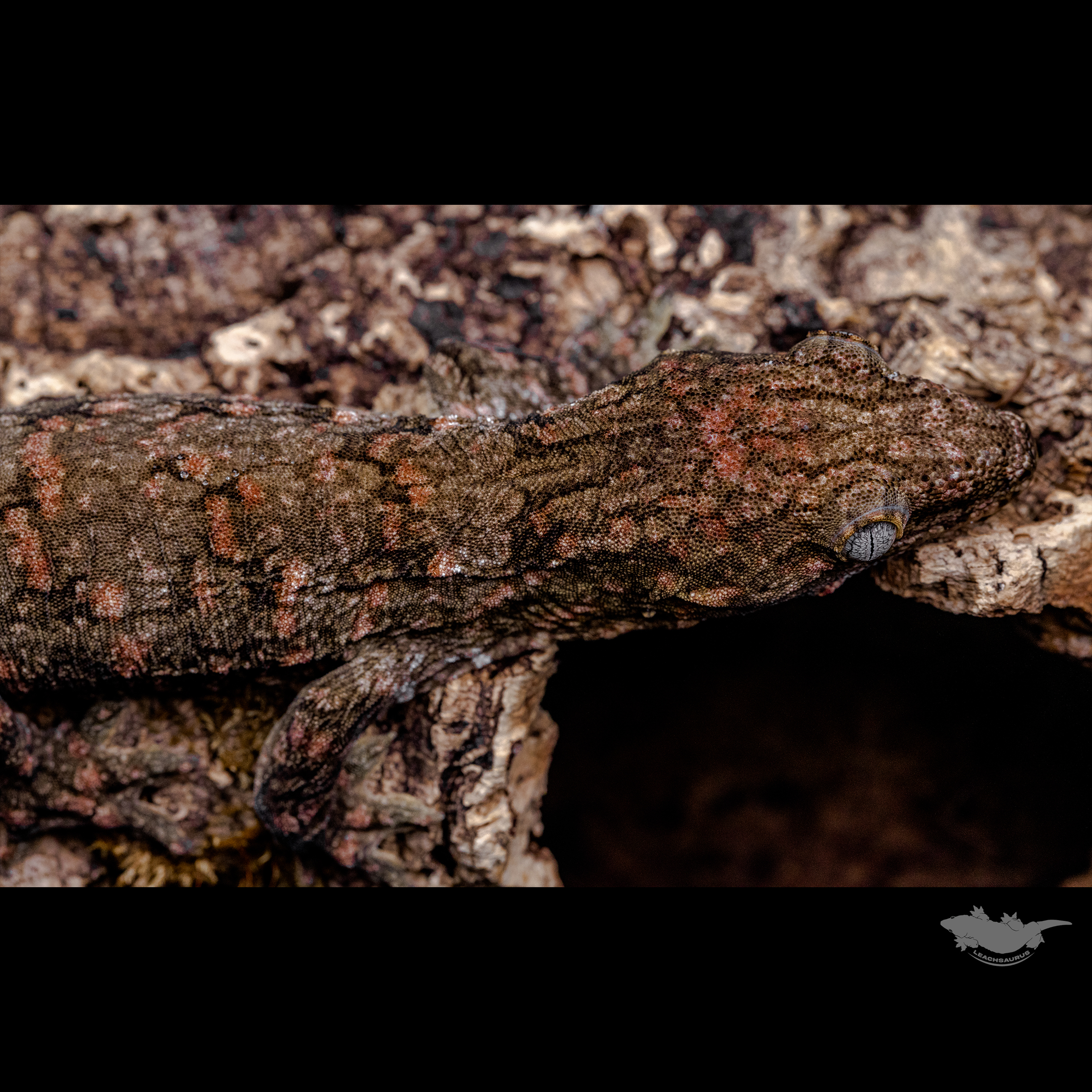 헤드와 스팟 확대 사진입니다 :)