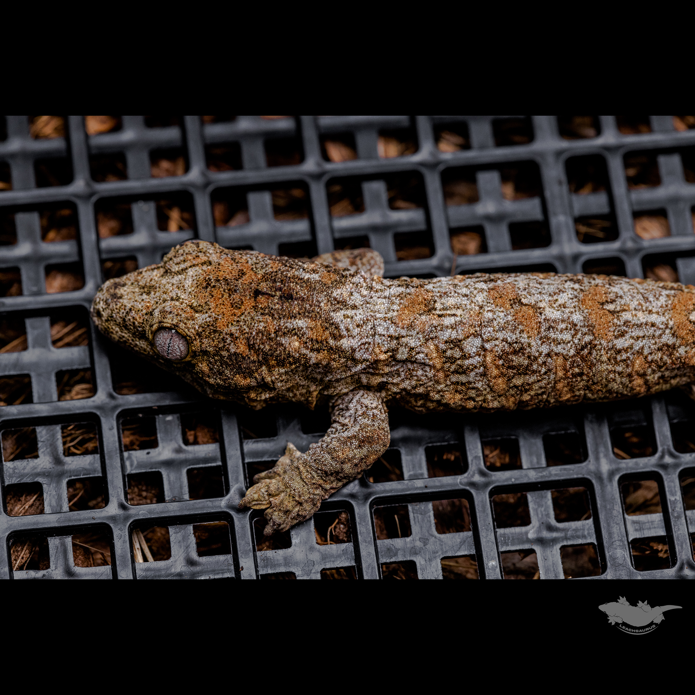 스팟 확대 사진입니다 :)