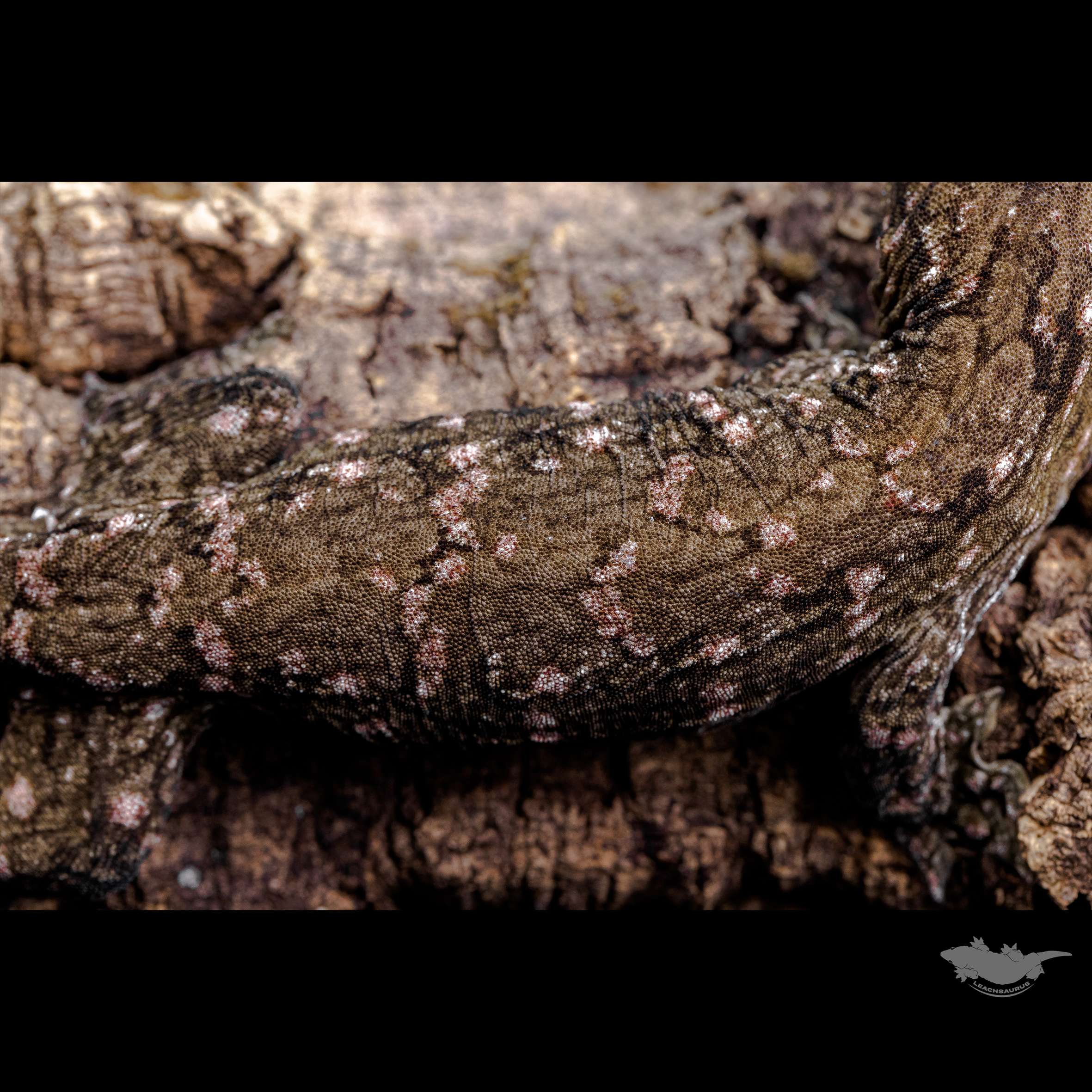 스팟 확대 사진입니다. 은은하게 컬러 올라오고 있습니다 :)