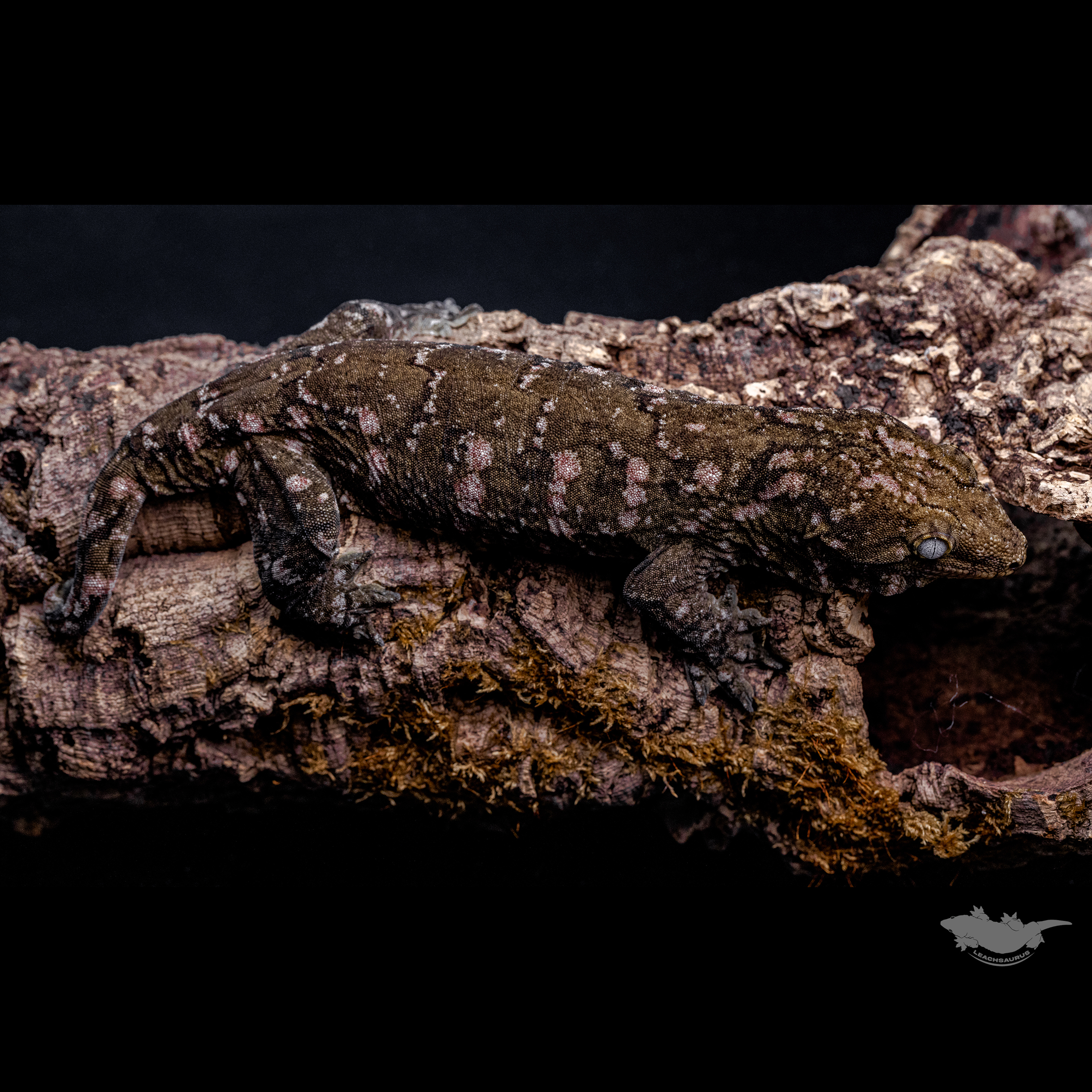 23 시즌 시블링 개체입니다.