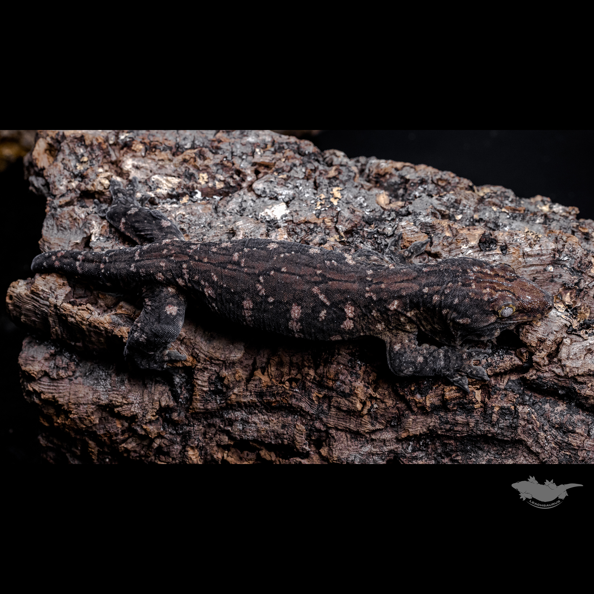 23시즌 시블링 사진입니다.