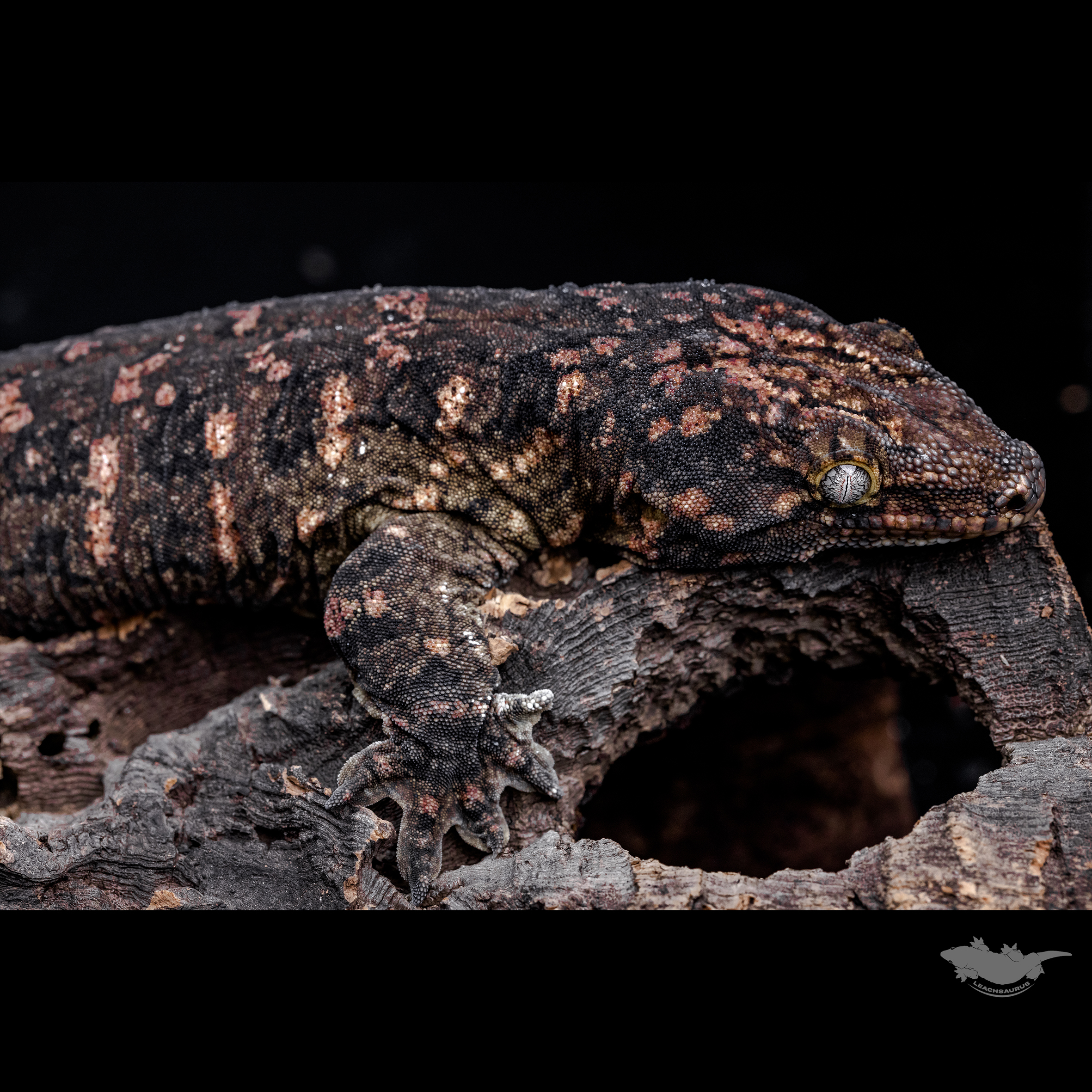 스팟 확대 사진입니다. 베이스가 아주 다크한 개체입니다 :)