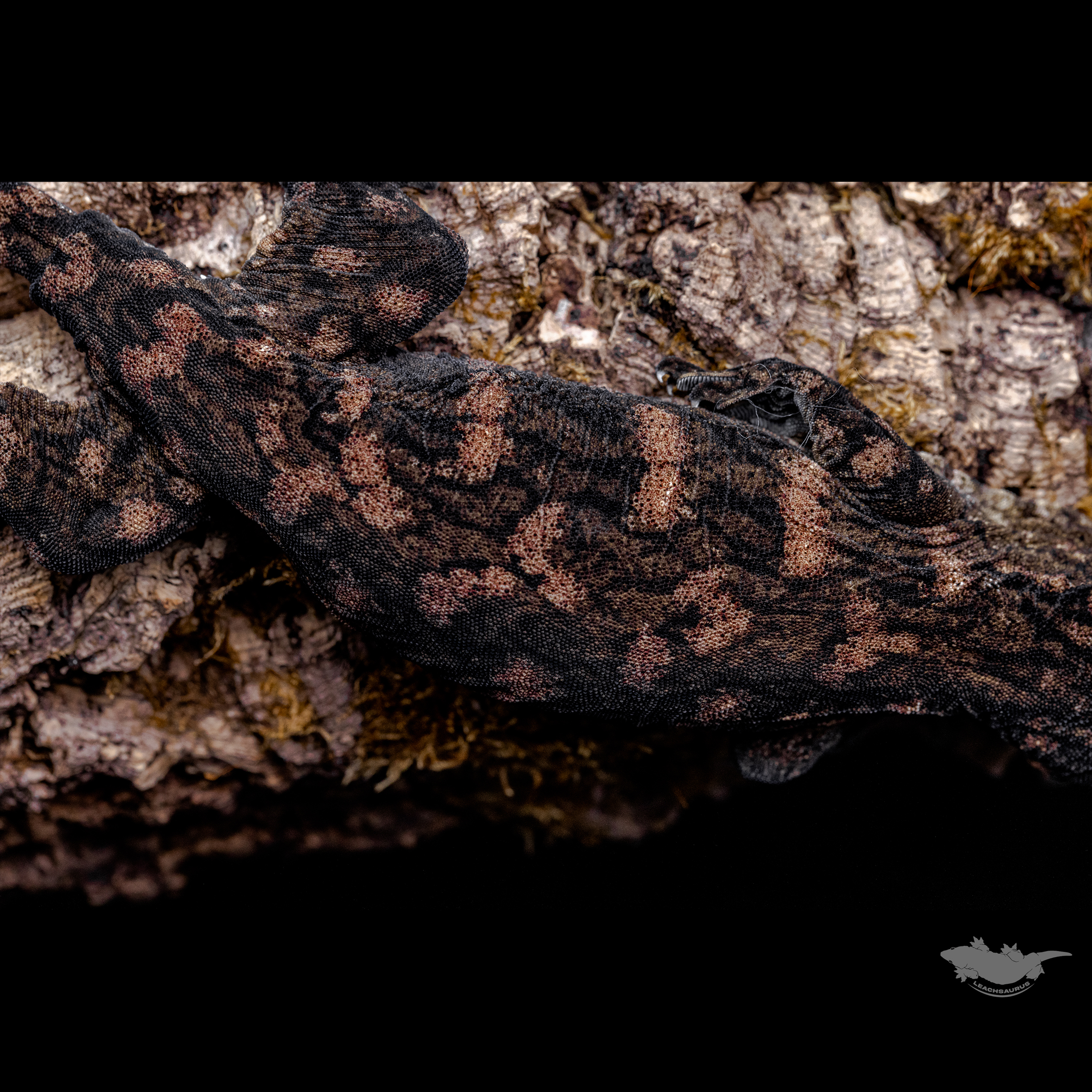 시블링 사진입니다 :)