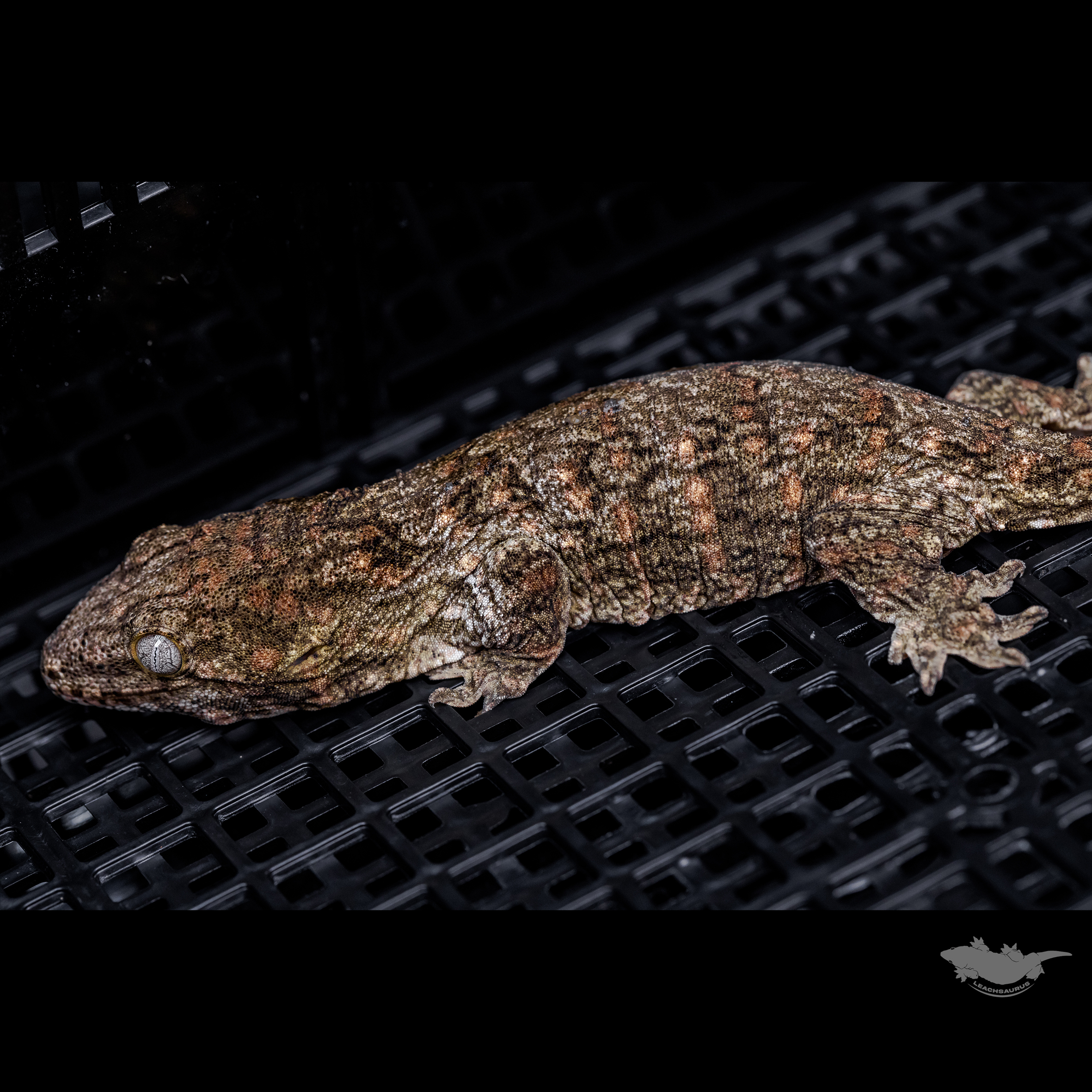 스팟 확대 사진입니다 :)