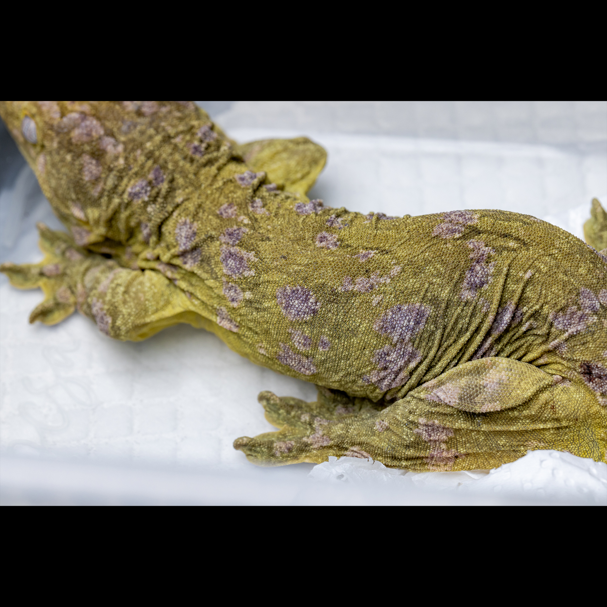 퍼플 브로쓰입니다 :)