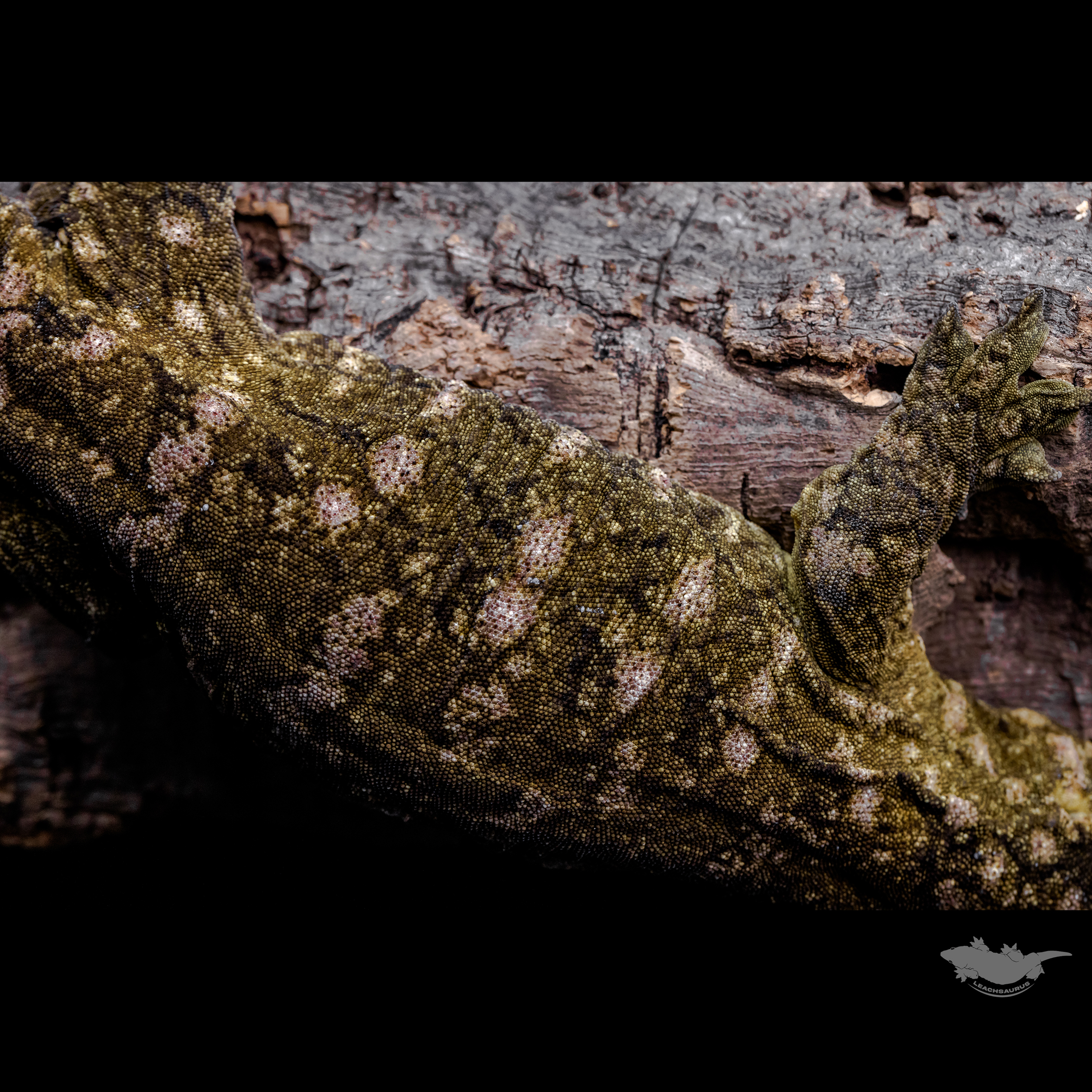 스팟 확대 사진입니다. 풀 파업은 아니지만, 다크한 베이스에 퍼플 스팟입니다!