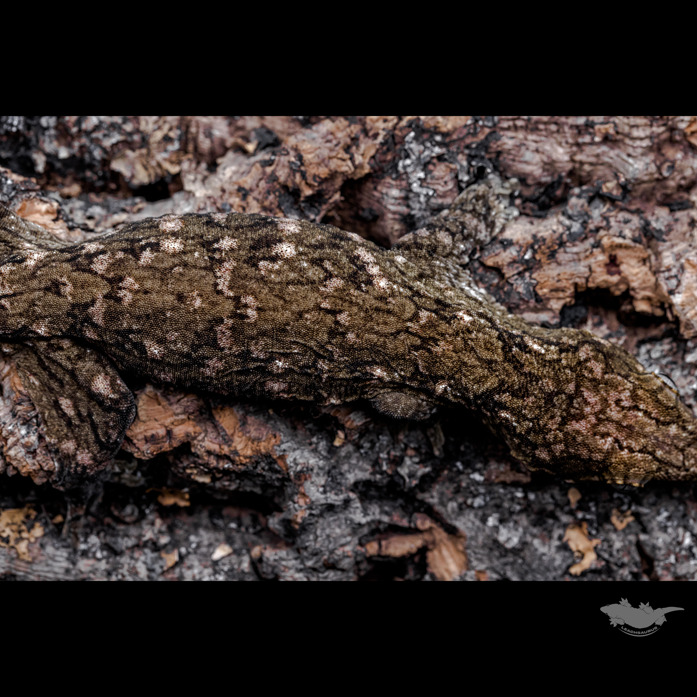 수컷 온도 해칭 개체입니다.