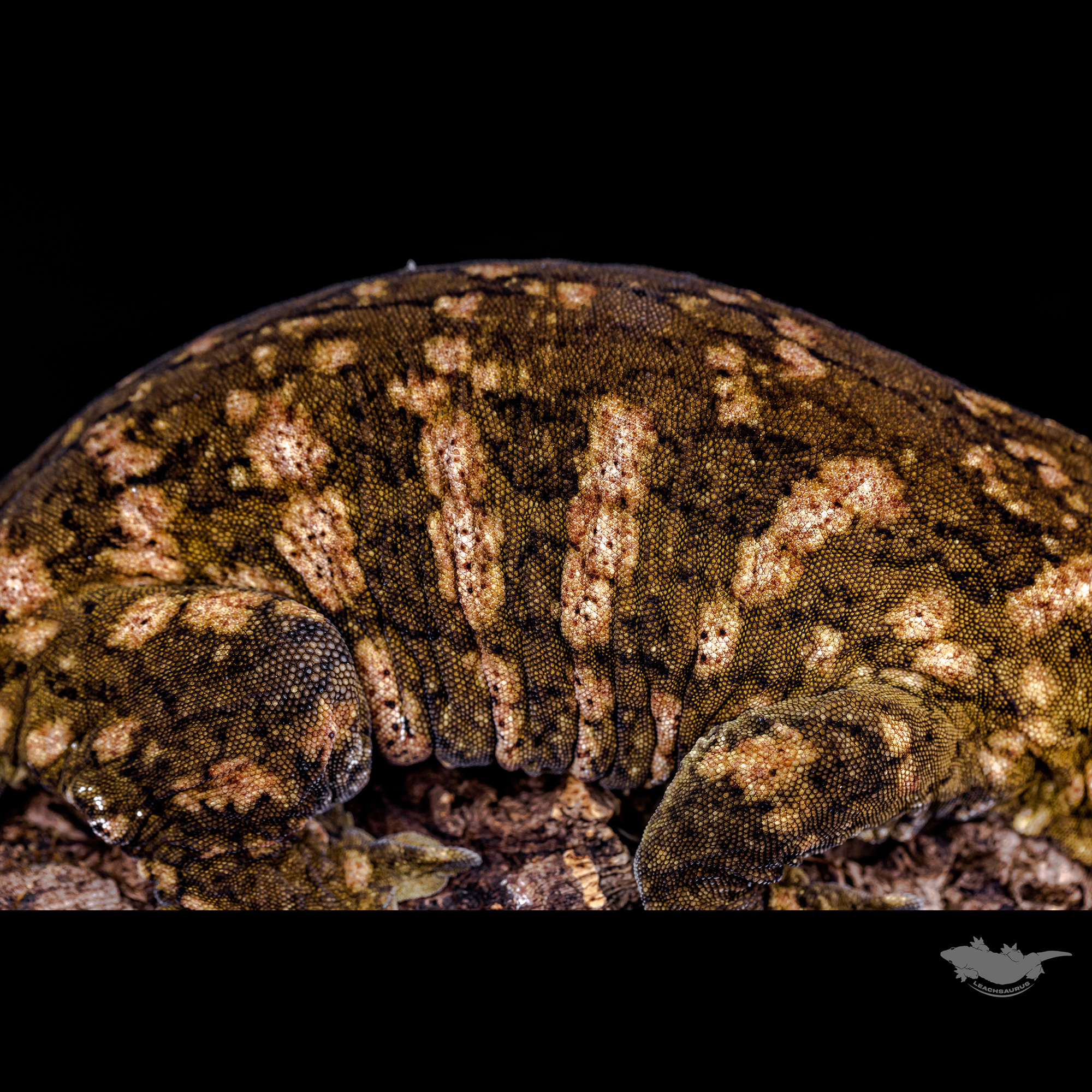 스팟 확대 사진입니다!