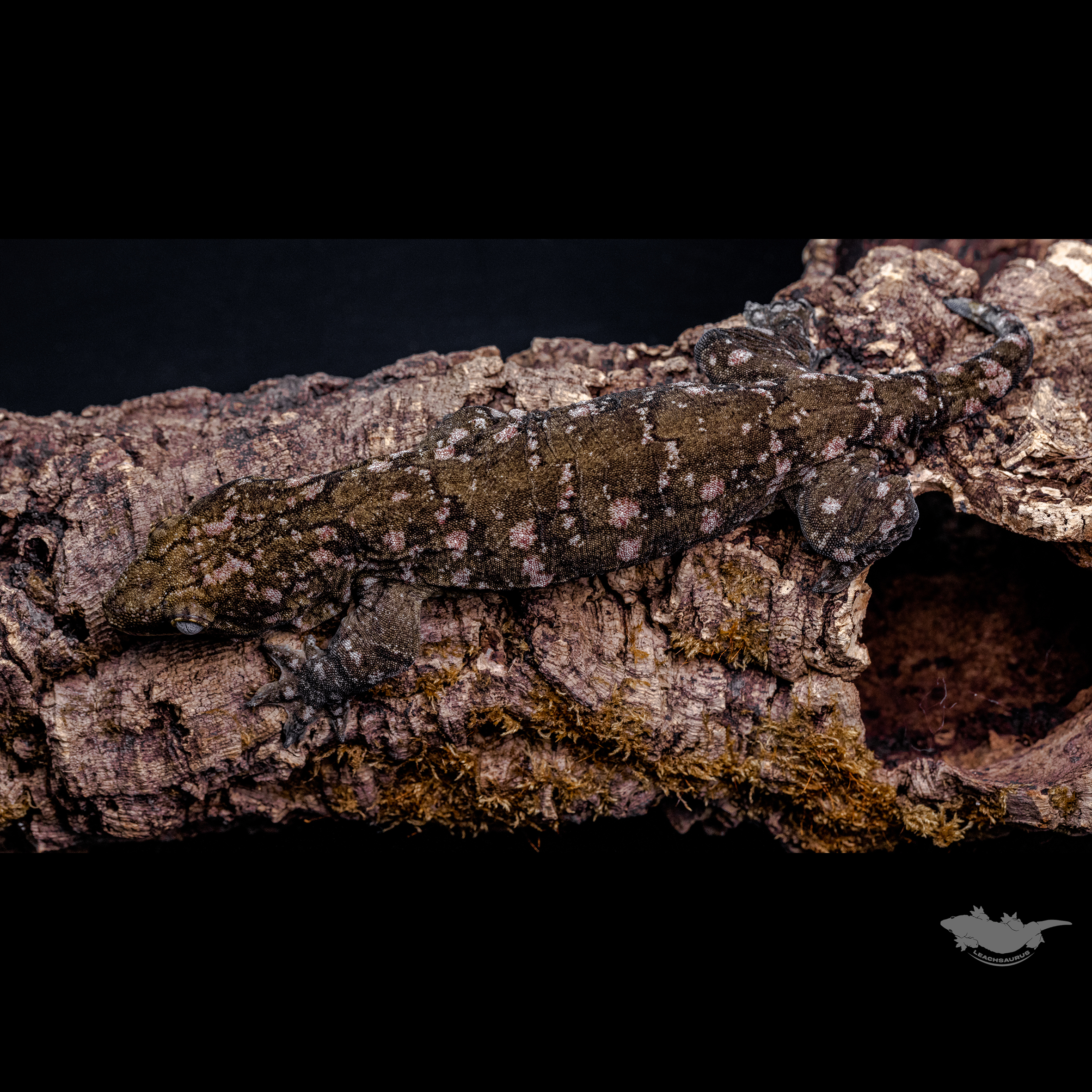 23 시즌 시블링 개체입니다.