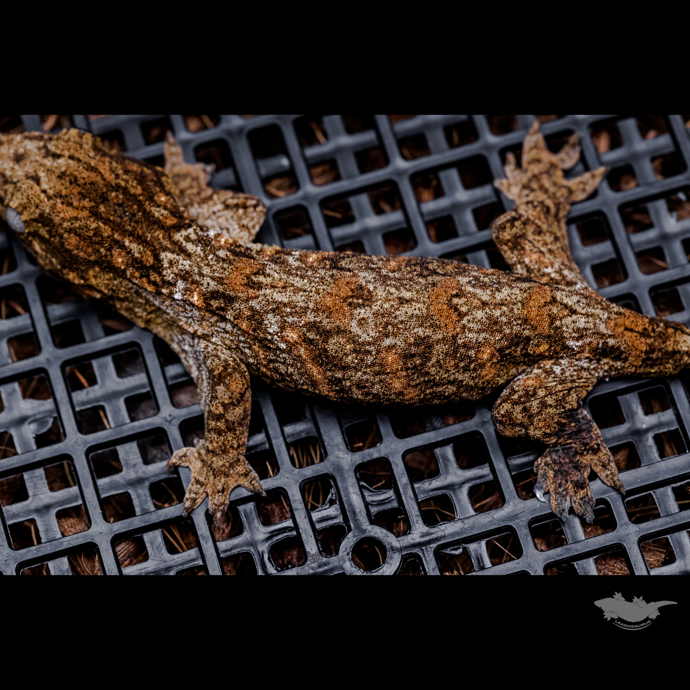 스팟 확대 사진입니다 :)