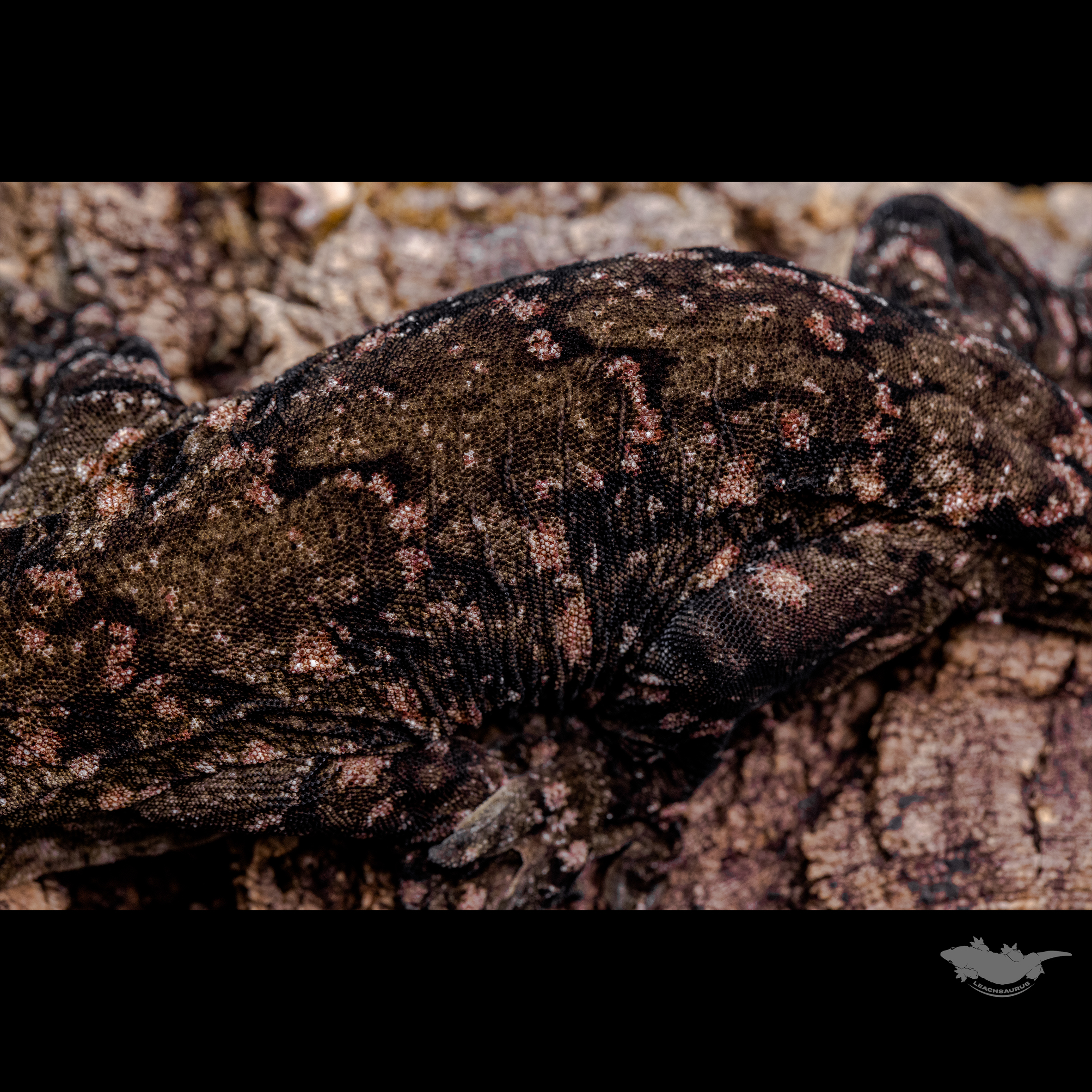 스팟 확대 사진입니다. 퍼플 플레이크 타입입니다!!