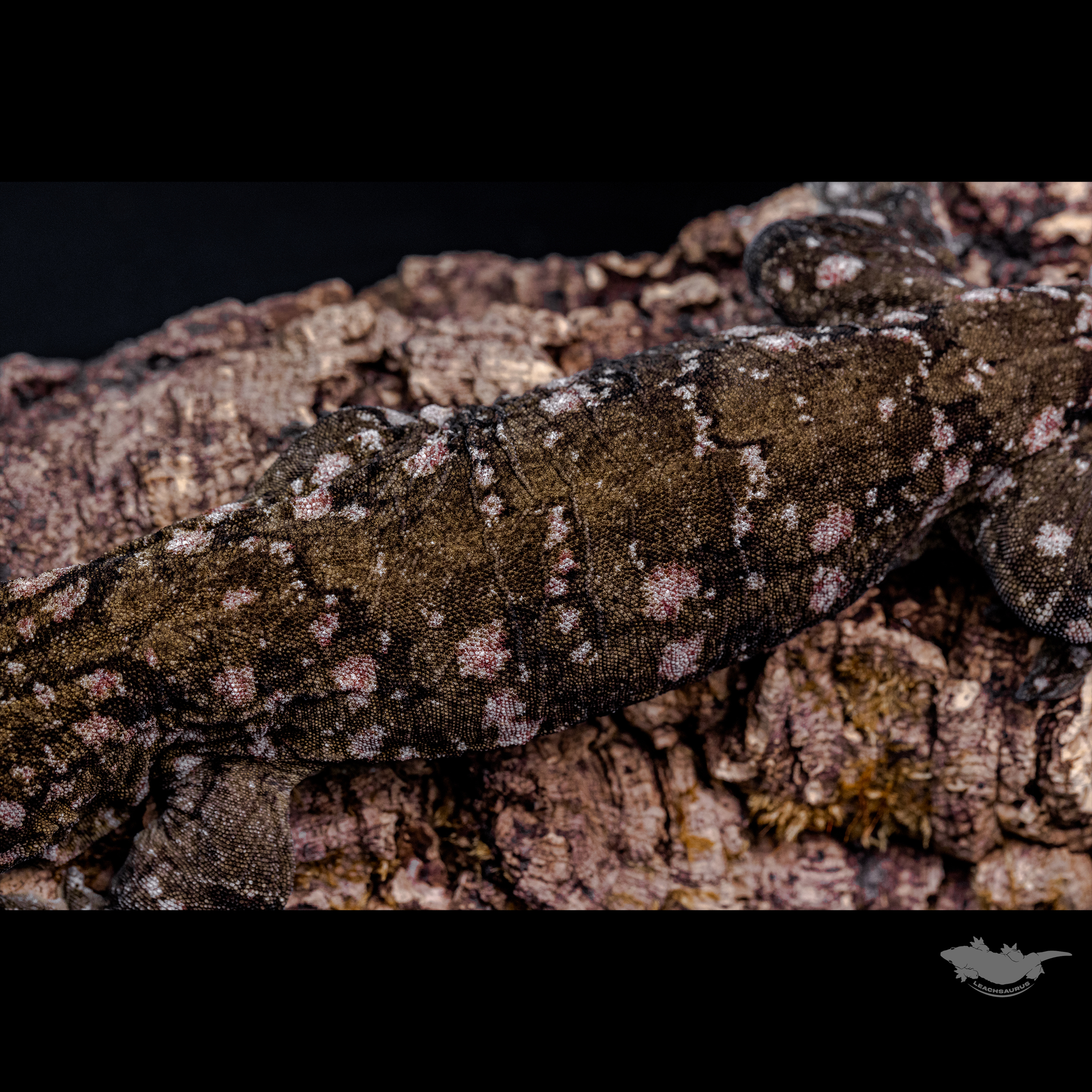 23 시즌 시블링 개체입니다.