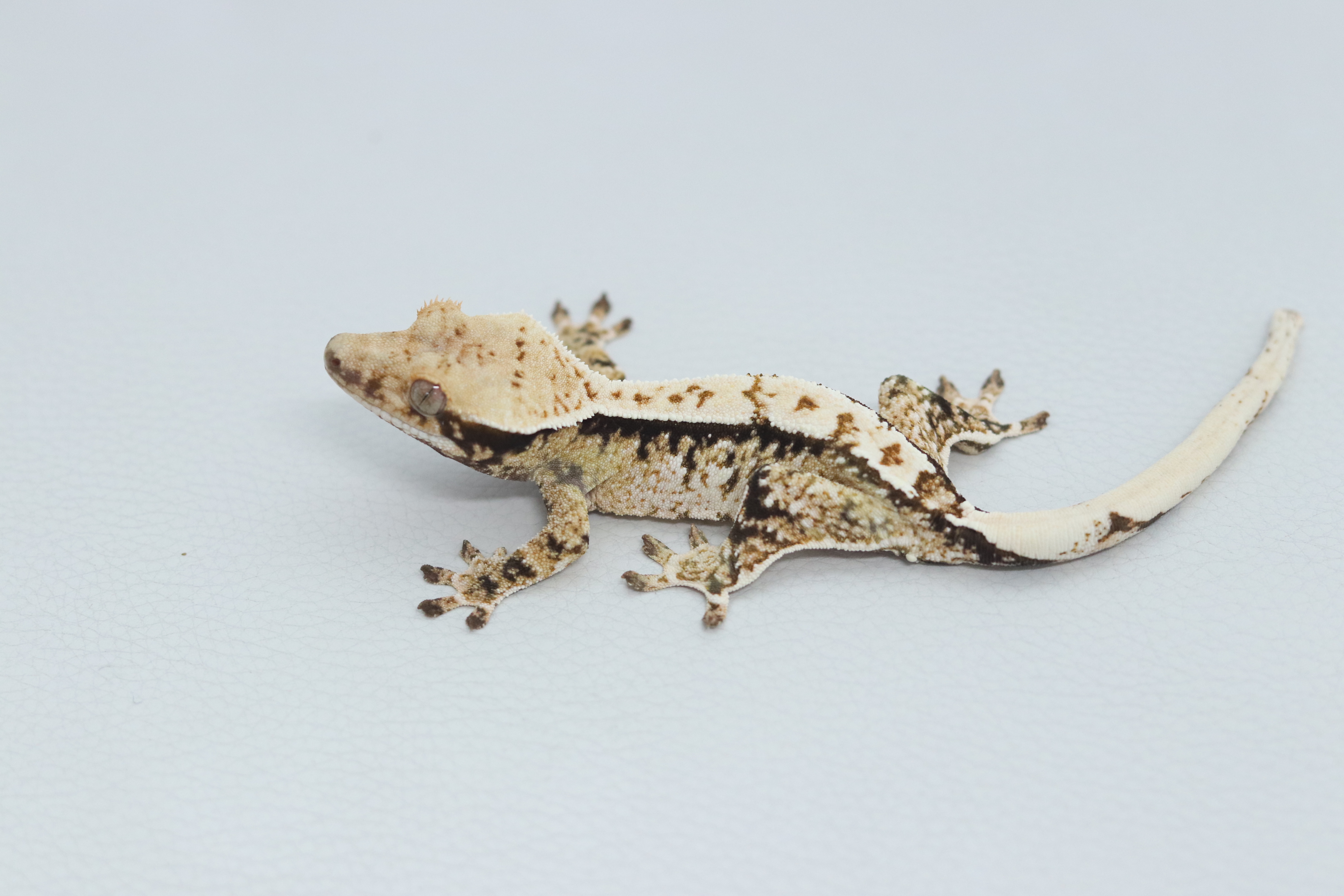 Normal Tri Extreme Harlequin