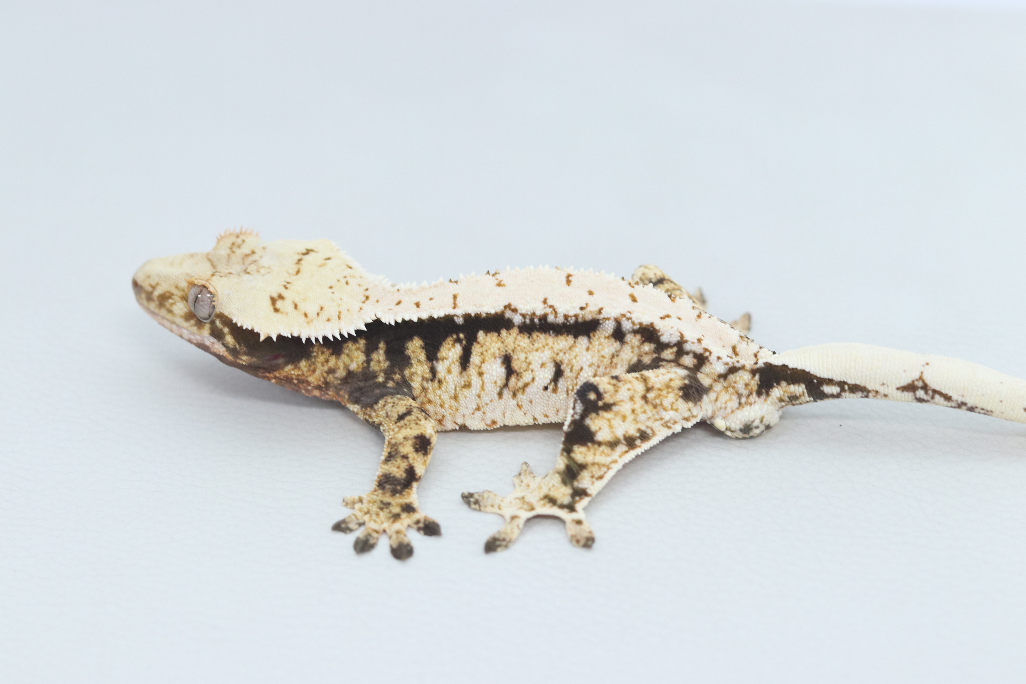 Normal Tri White Spot Extreme Harlequin