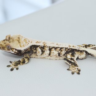 Normal Tri Extreme Harlequin Drippy White Spot