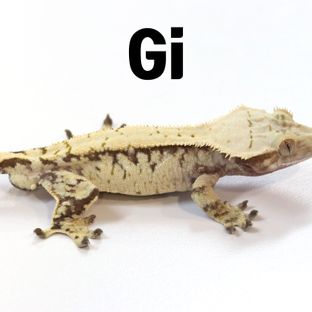 GI