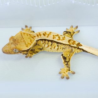 Normal Tri Extreme Harlequin