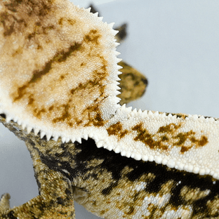 Tri Extreme Harlequin White Pin