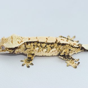 Normal Tri Extreme Harlequin Quad Tangerine