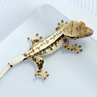 Normal White Spot Tri Extreme Harlequin