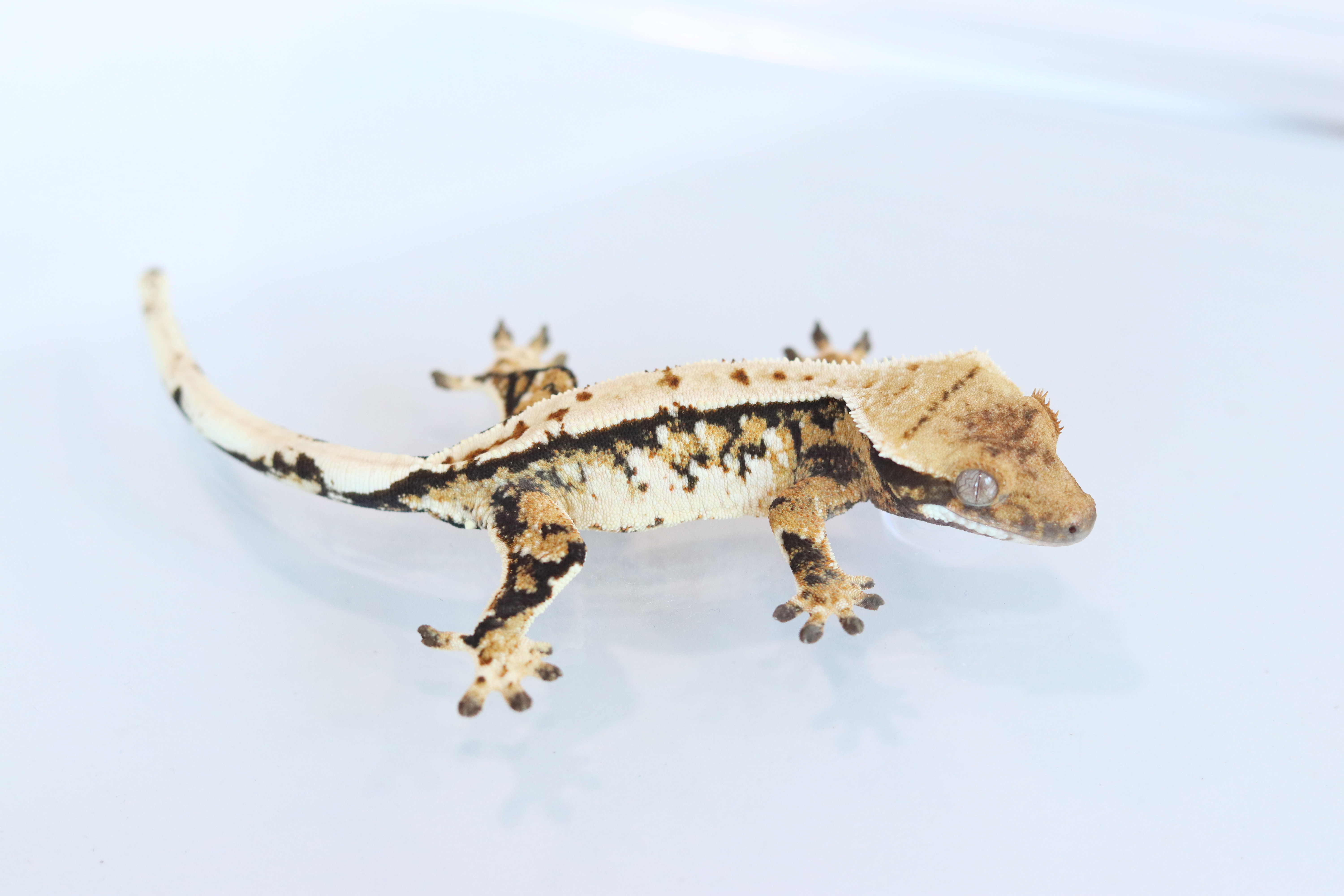 Extreme Harlequin Drippy Tri White Spot