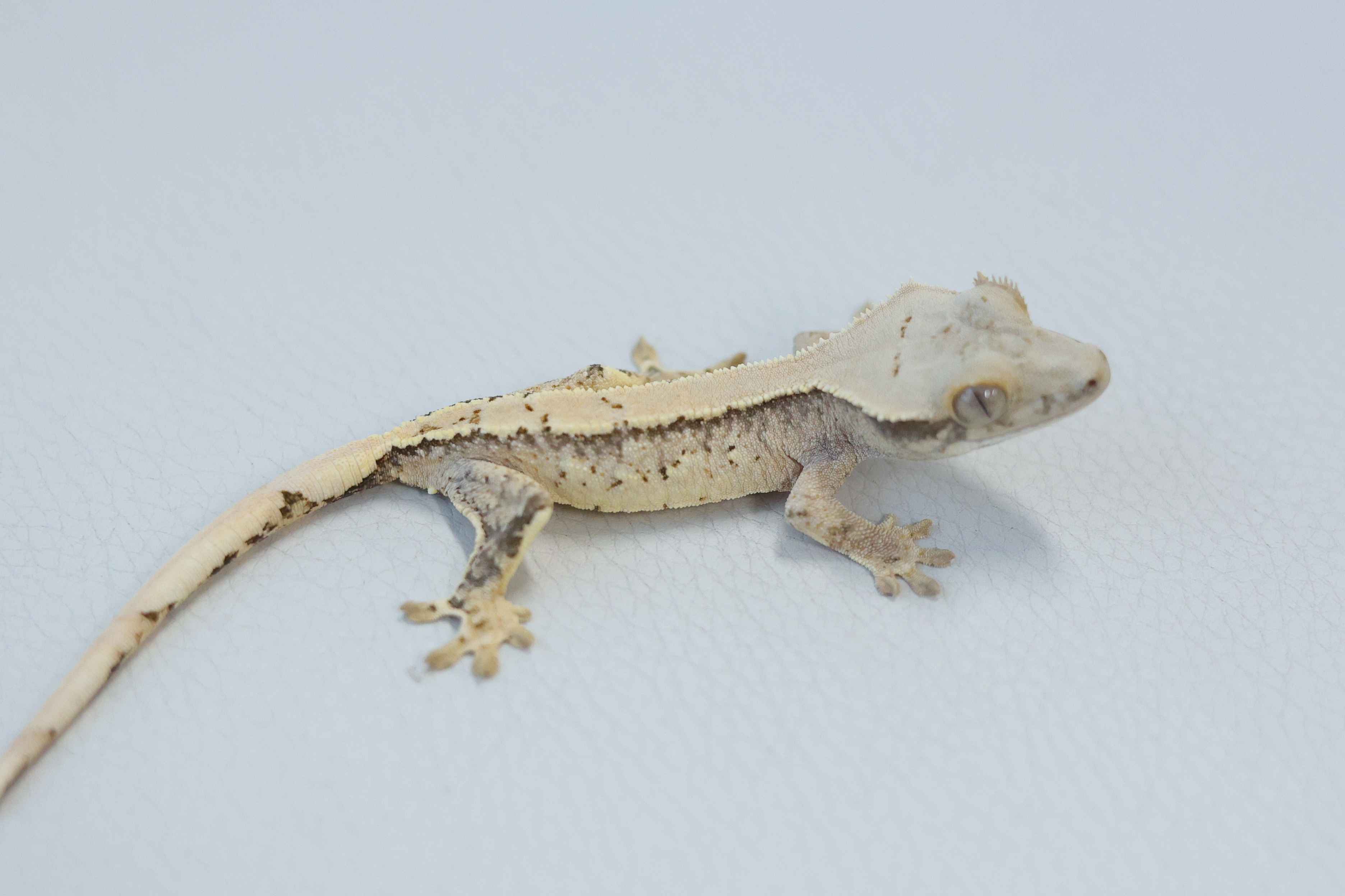 Normal Tri Extreme Harlequin