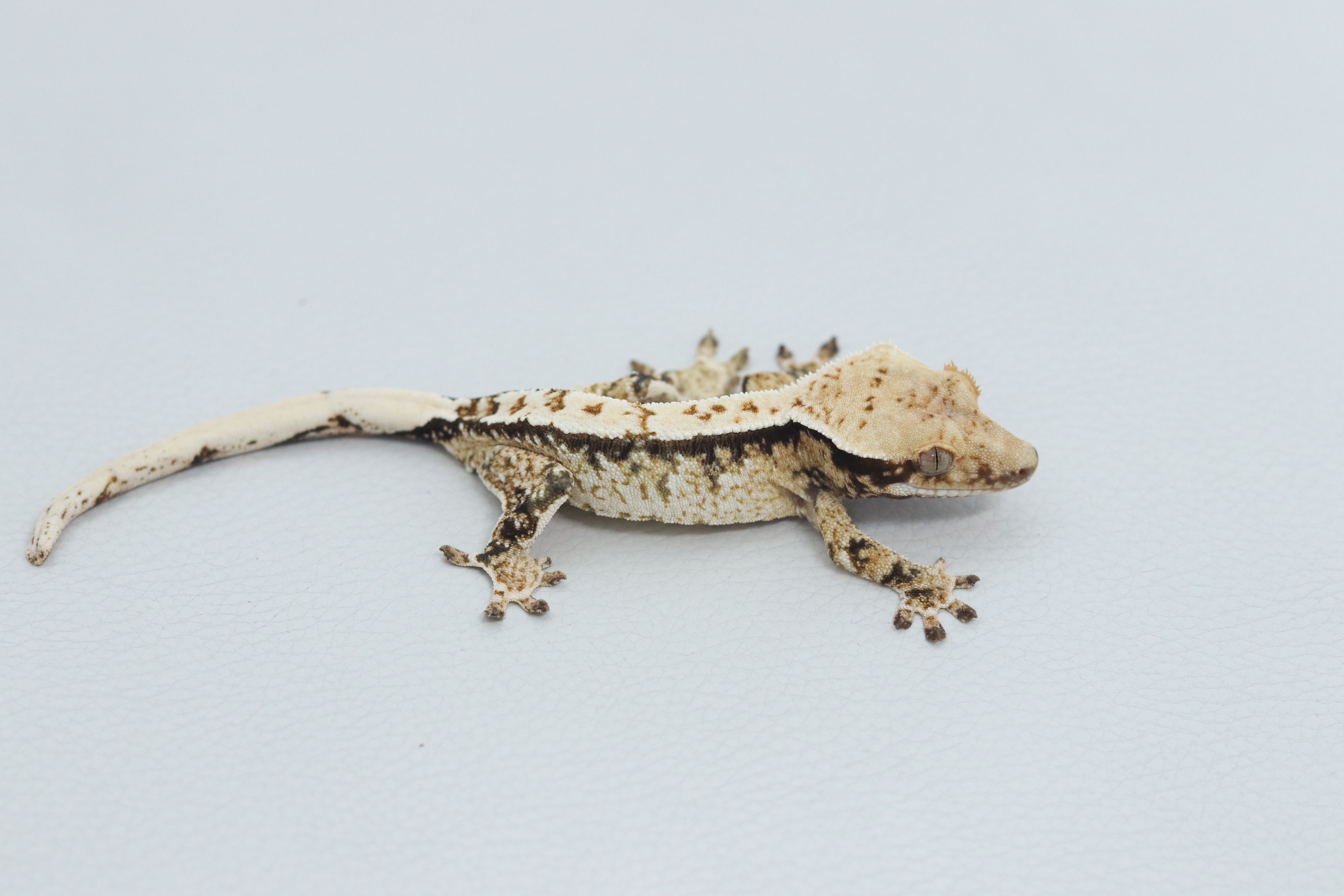 Normal Tri Extreme Harlequin